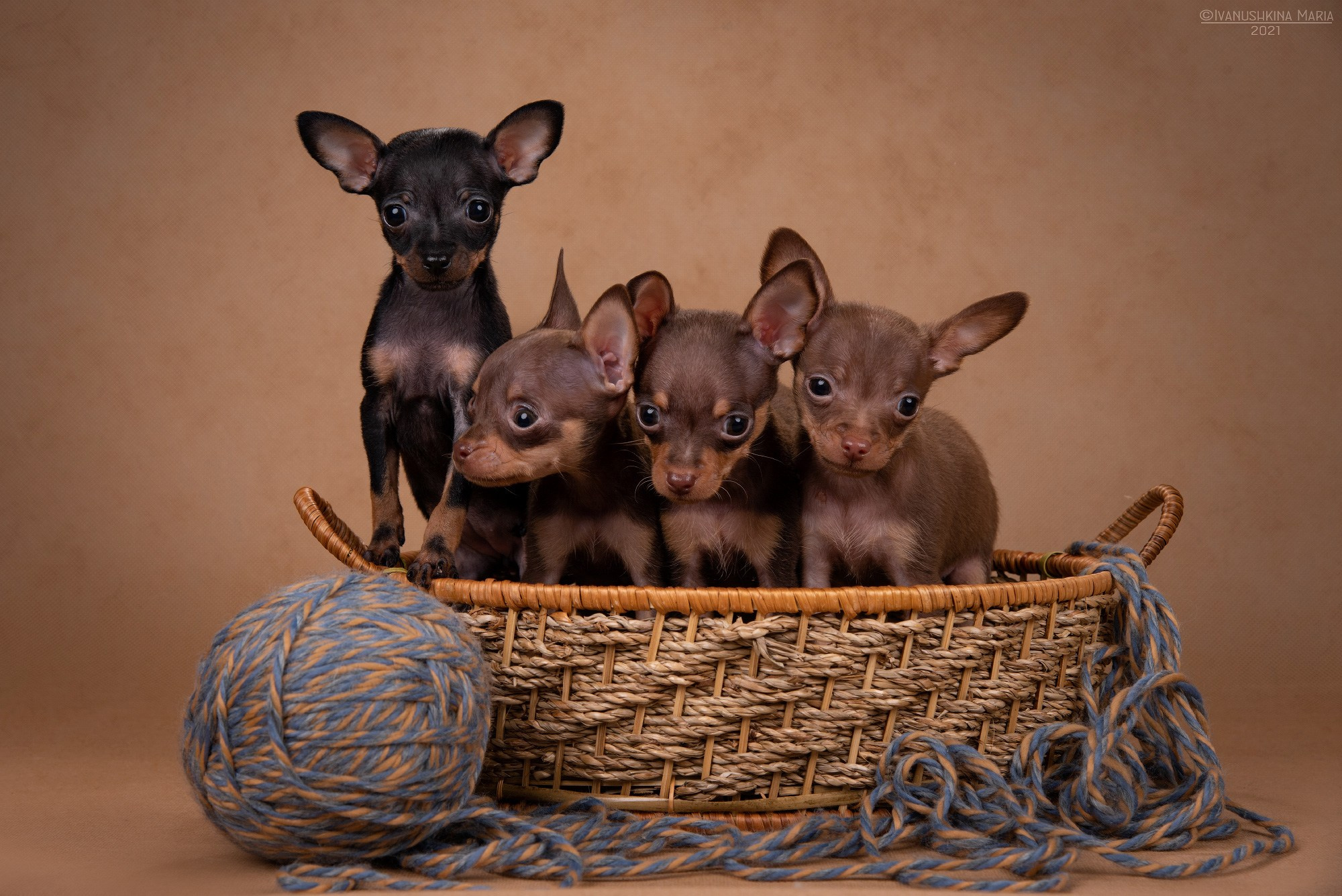 щенки той терьера