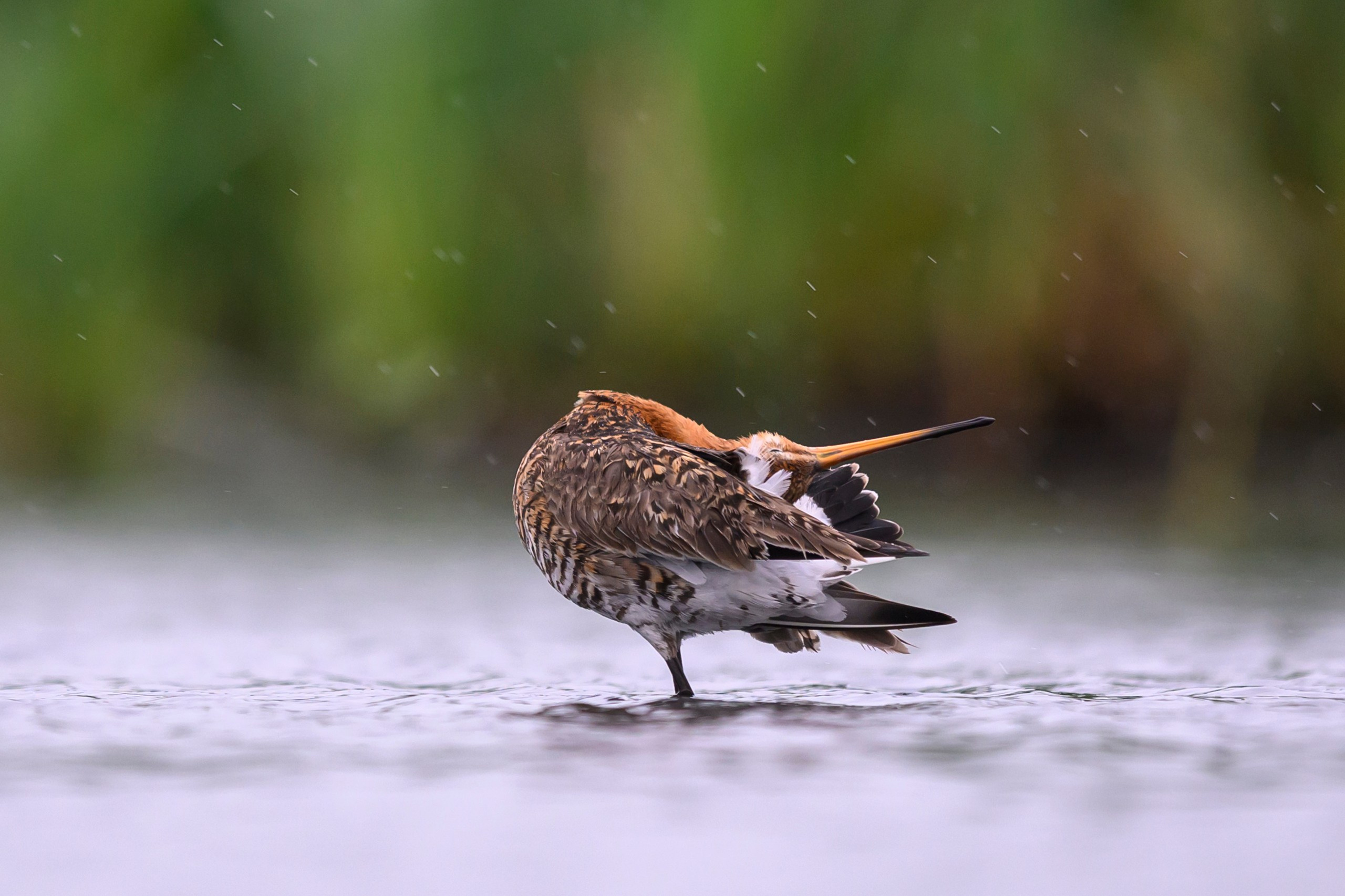 Поручейники и большой веретенник. Wildlife photography by Sergey Puponin