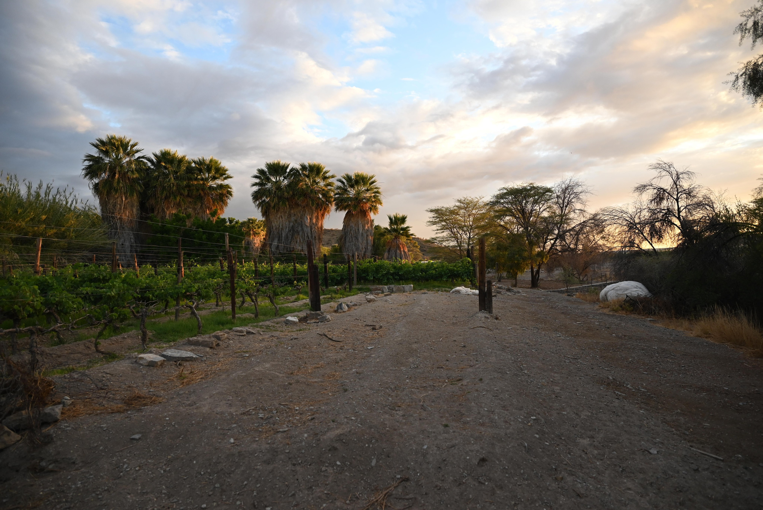 Выставки. Фотограф Дарья Сафонова Dashulkacss