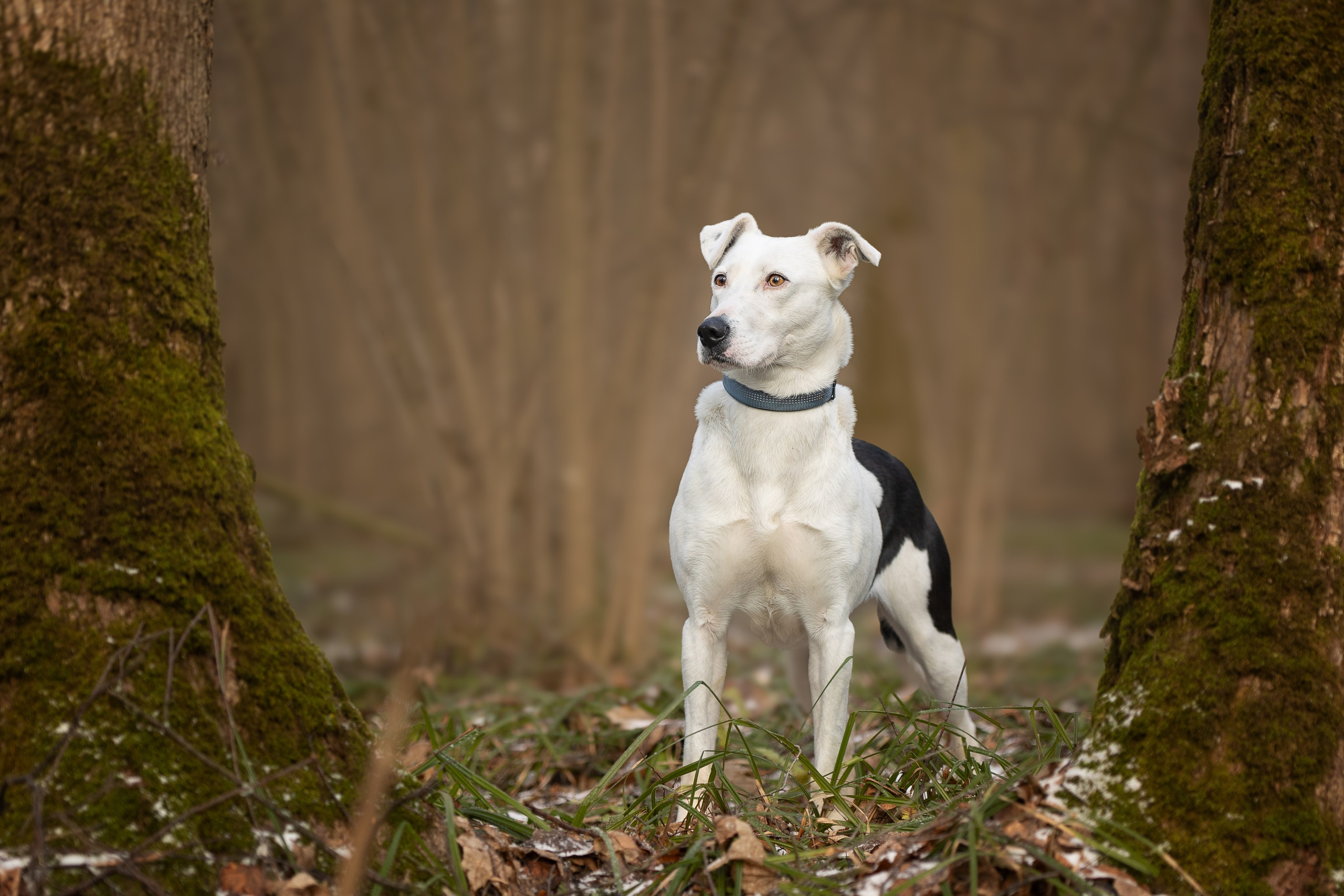 ИЩУТ ДОМ. Фотограф-анималист в Москве и Подмосковье