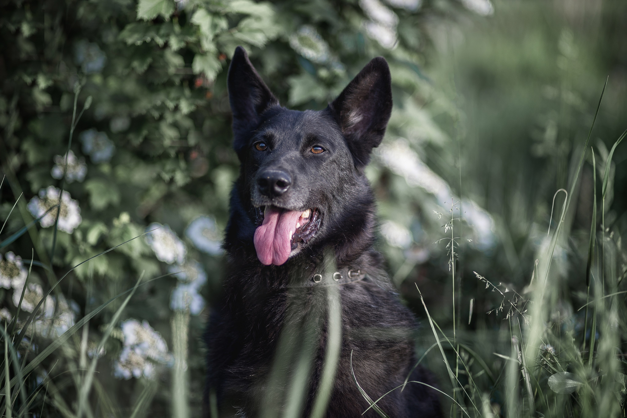 ИЩУТ ДОМ. Фотограф-анималист в Москве и Подмосковье