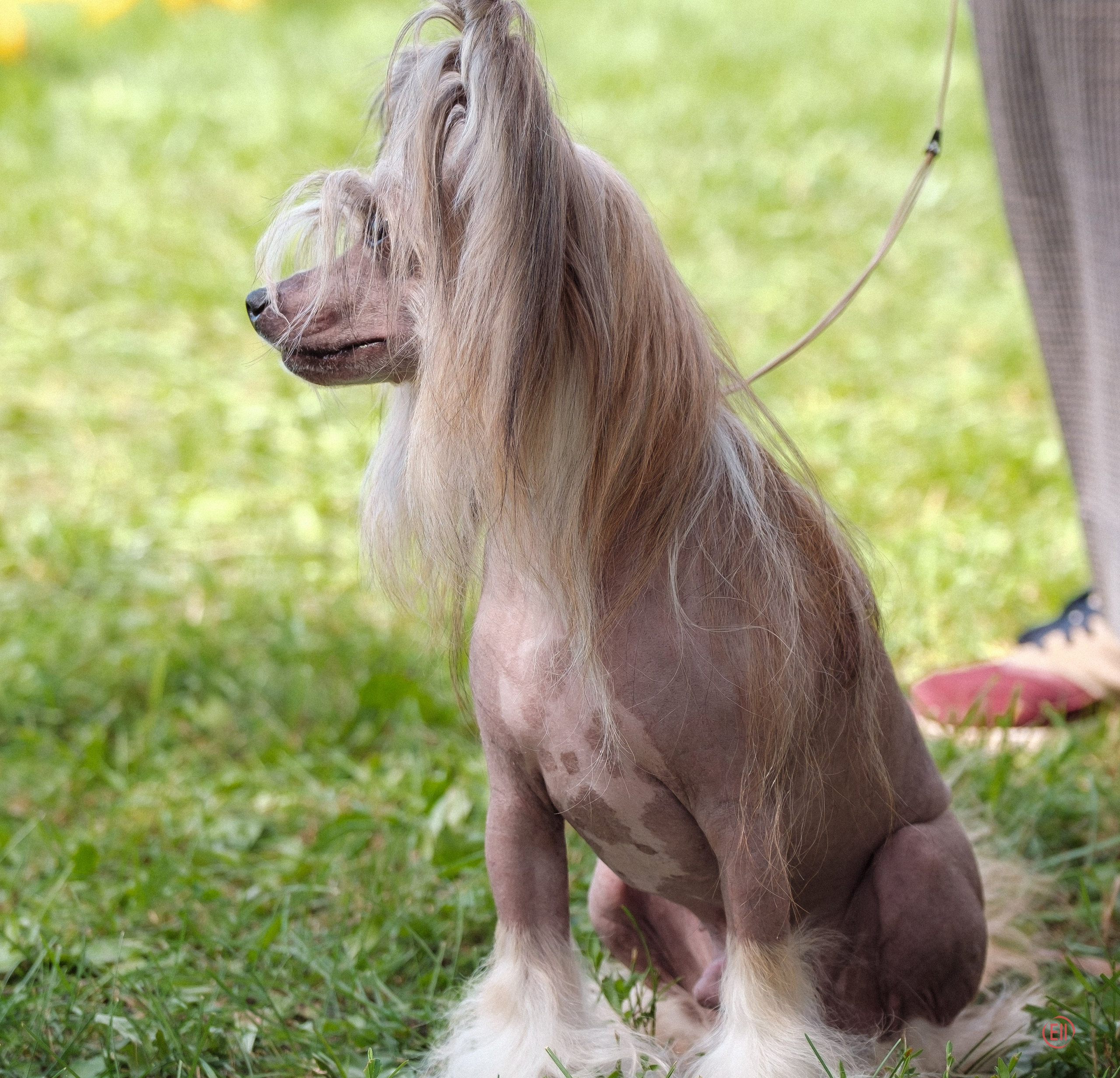 Липецк. Выставка собак. Питомник китайских хохлатых собак Poale Ell: купить щенка