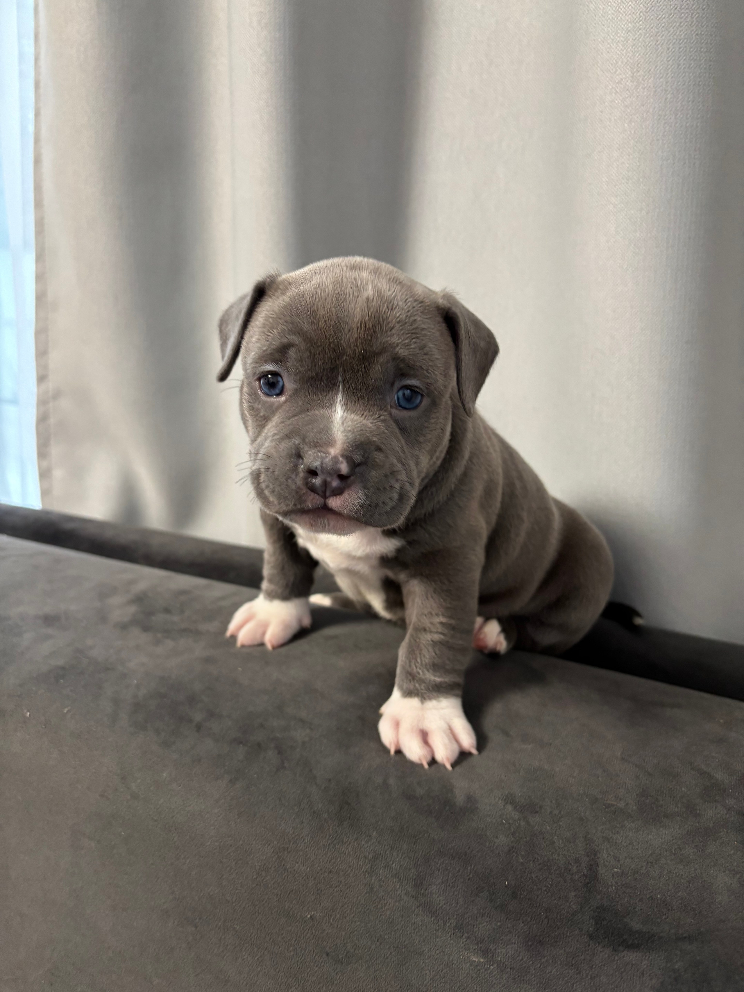 Помет Рич и Дося 04.02.25. Американский Булли в г. Ростов-на-Дону. Питомник THE POWER OF SIBERIA