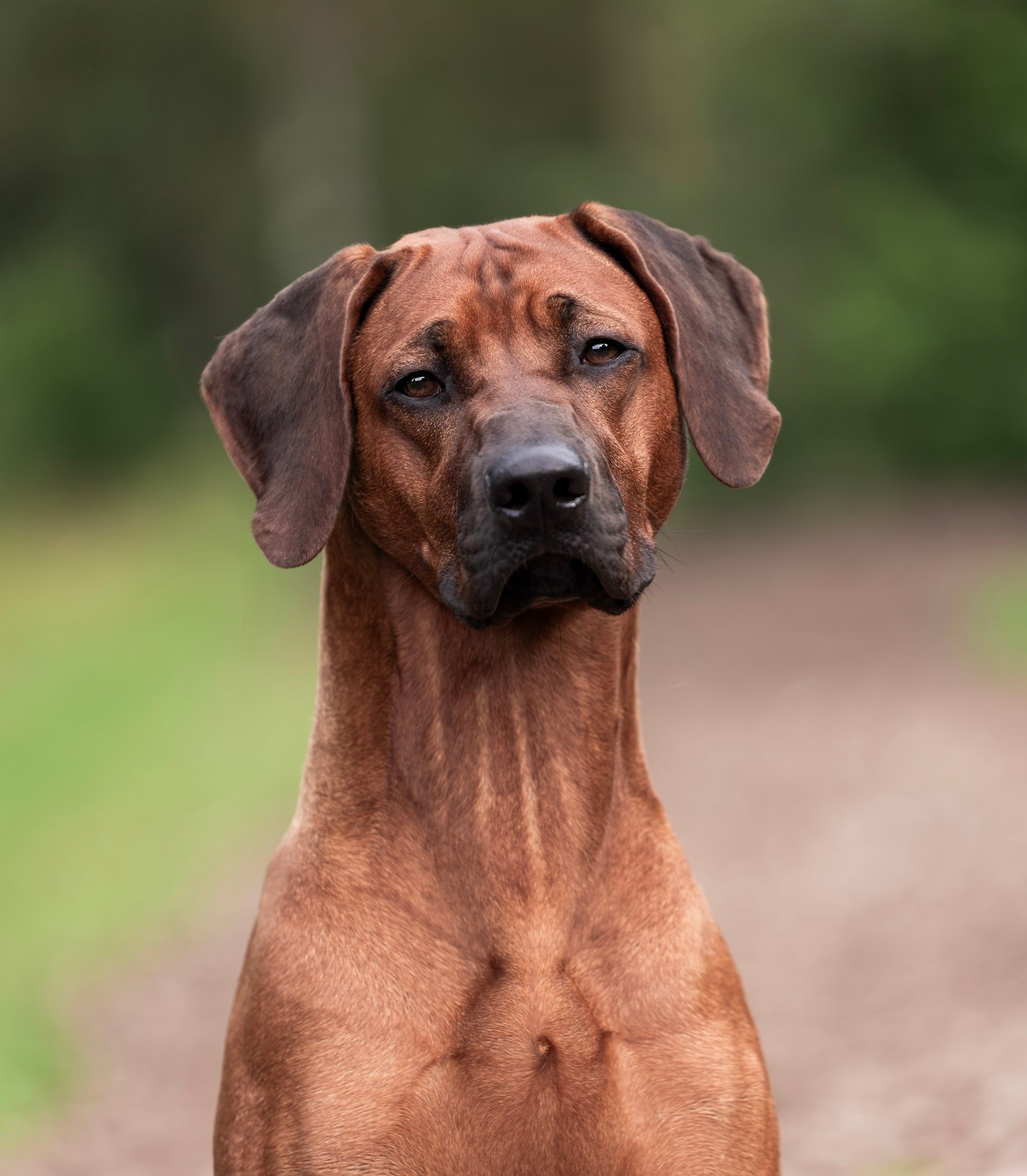Родезийские Риджбеки в Санкт-Петербурге