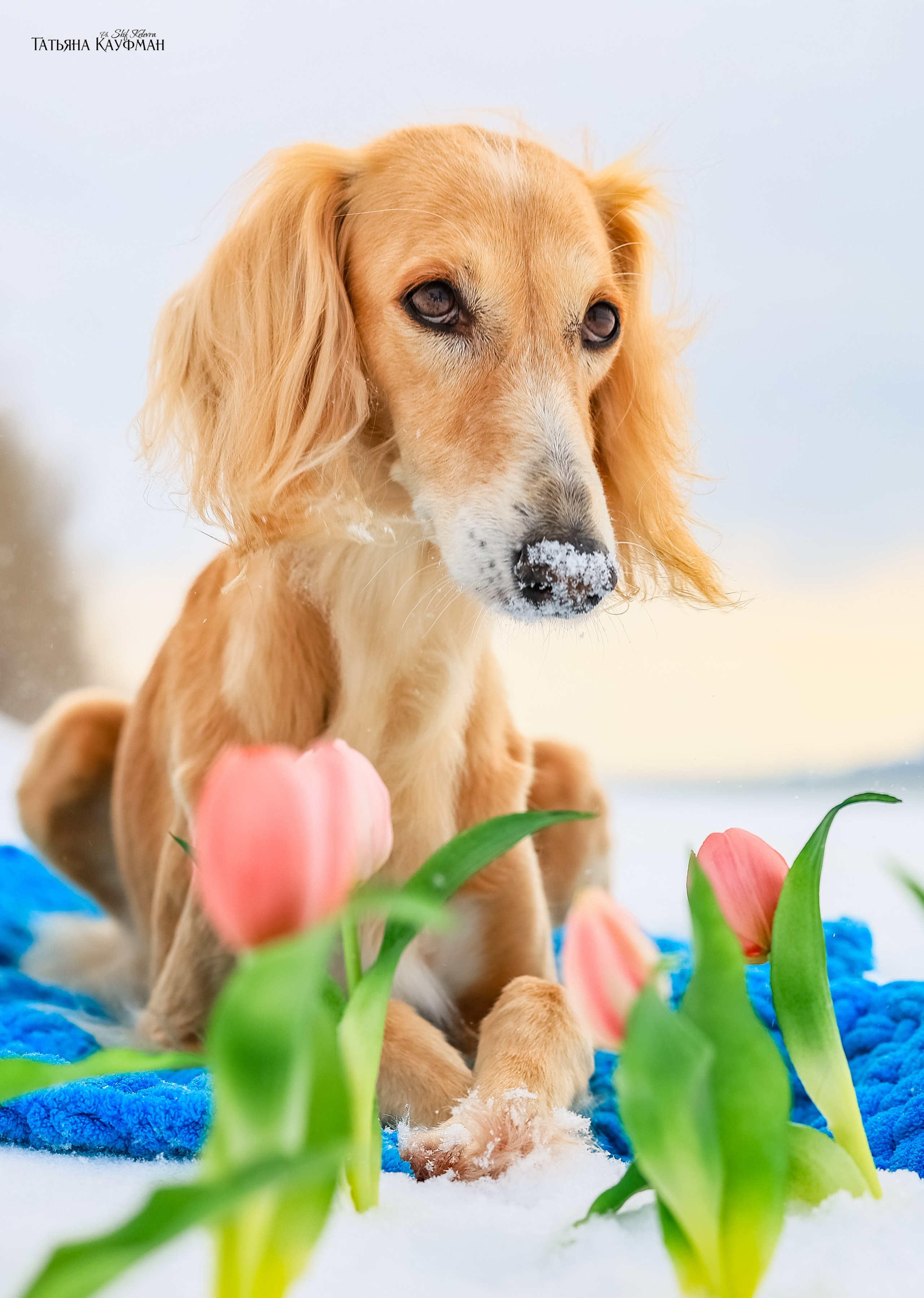 Салюки Флай и Лира. Фотограф Анималист из Новосибирска Татьяна Кауфман
