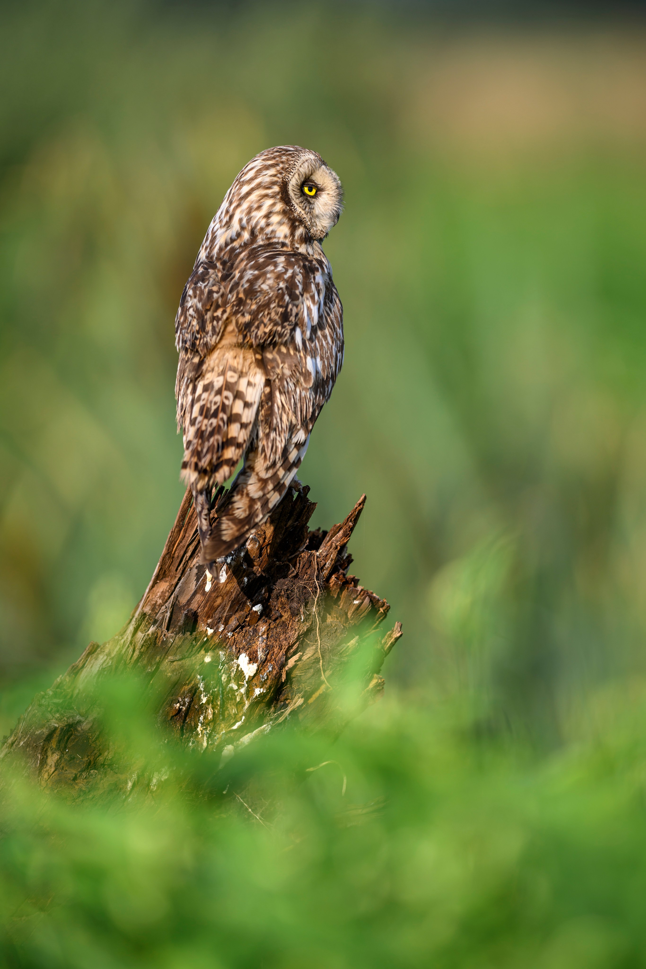 Сова на рассвете. Owl at dawn. Wildlife photography by Sergey Puponin