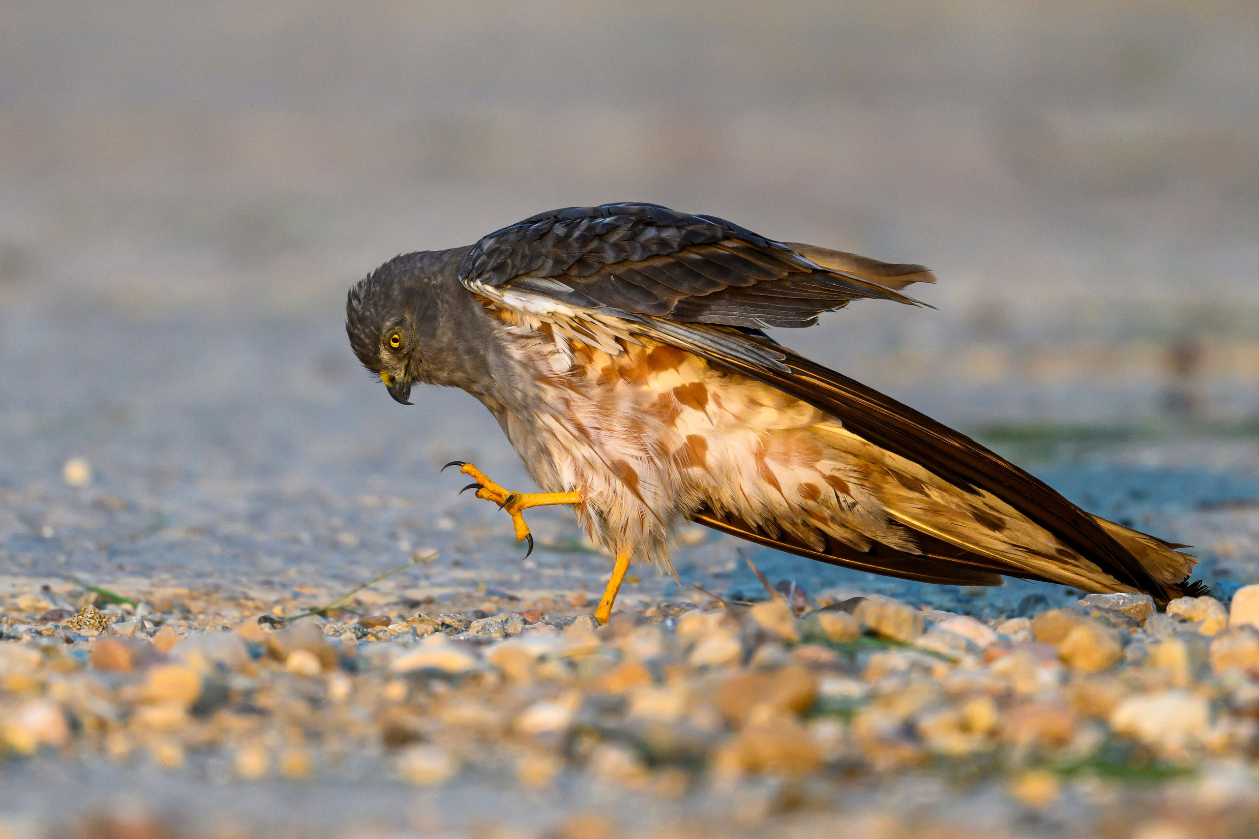 Лунь и коршуны. Harrier and Kites. Wildlife photography by Sergey Puponin