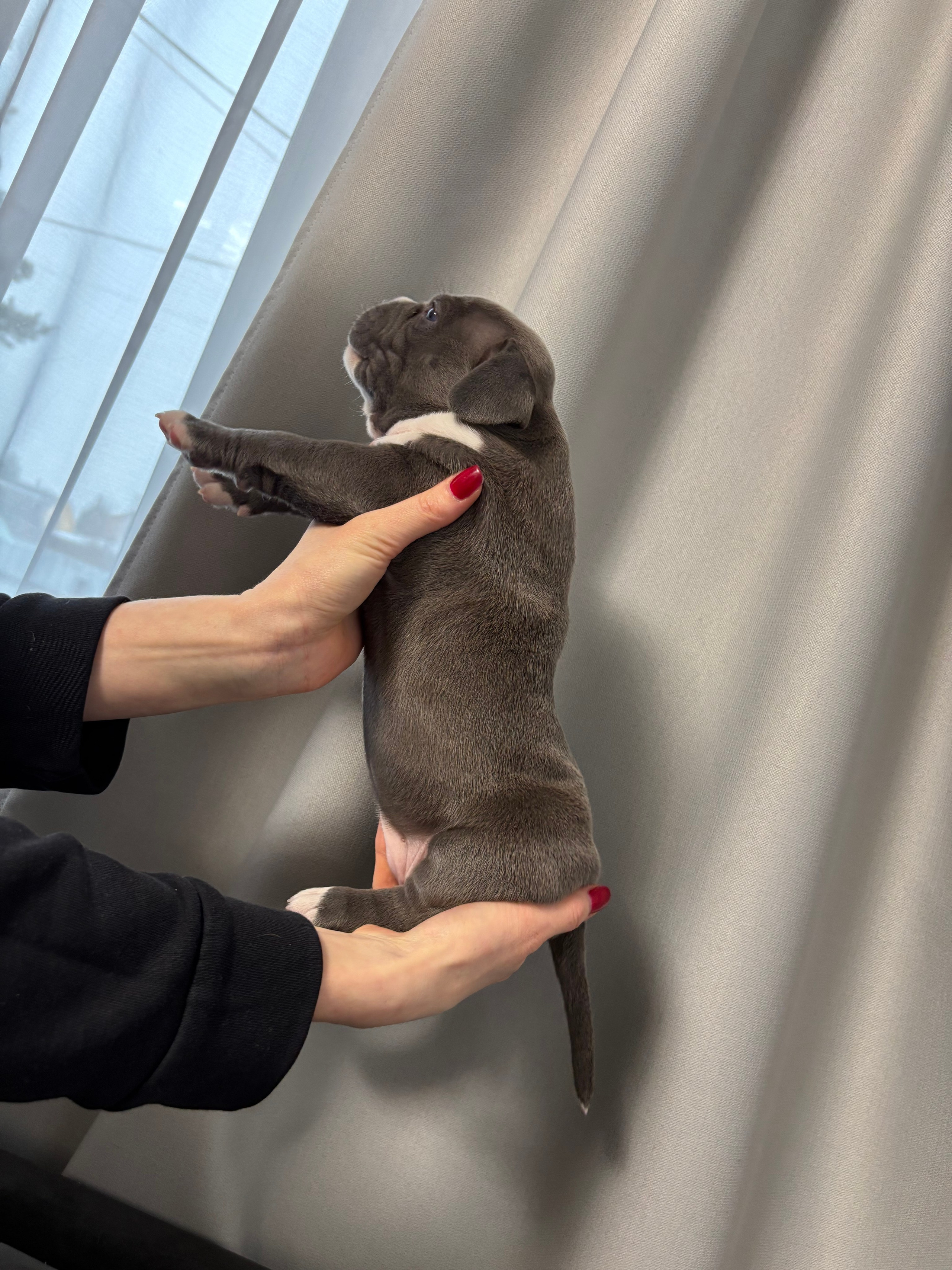 Помет Рич и Дося 04.02.25. Американский Булли в г. Ростов-на-Дону. Питомник THE POWER OF SIBERIA