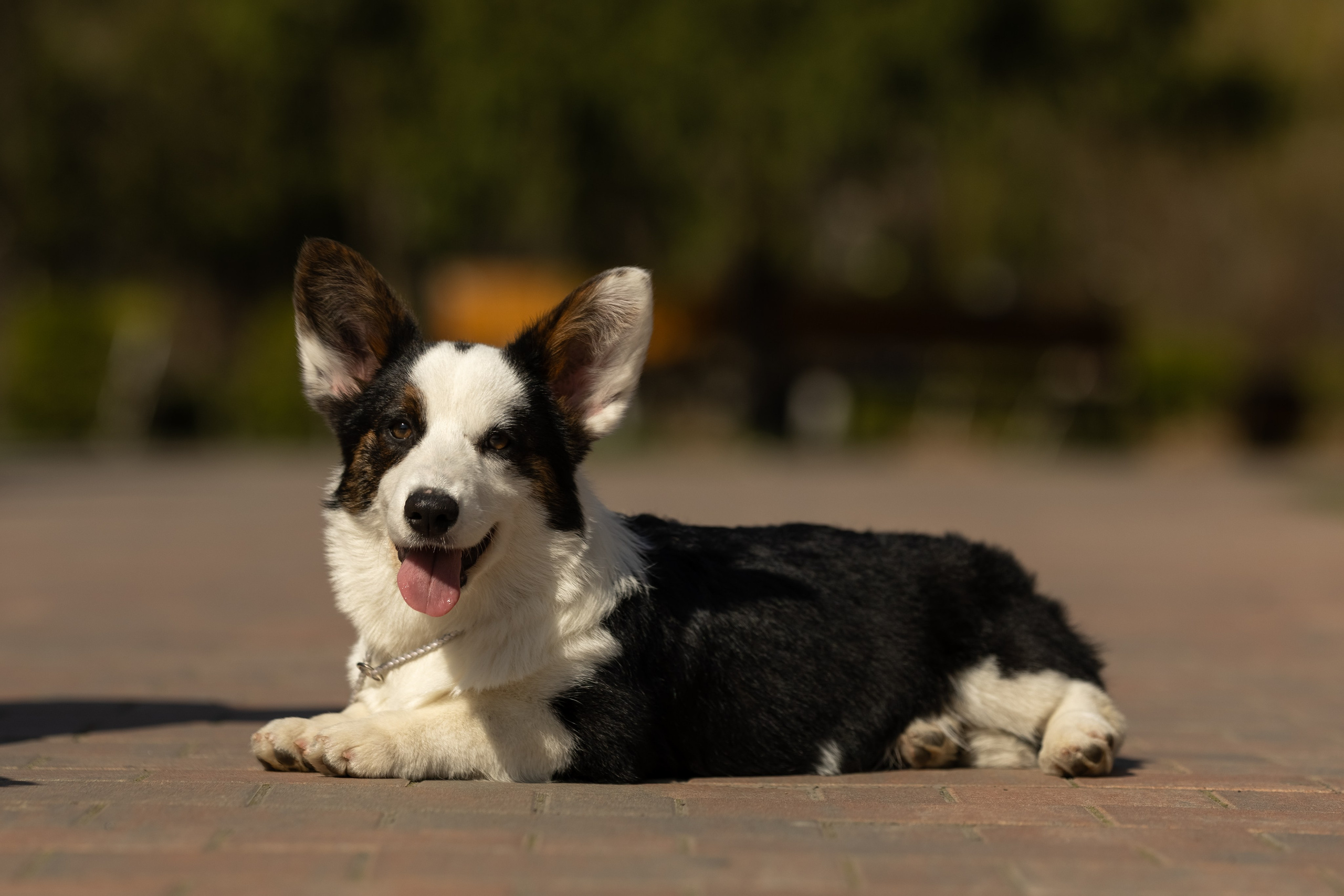 Купить щенка вельш корги кардиган из питомника Ice Fantasy. Купить щенка Вельш-корги-кардиган в семейном питомнике — Ice Fantasy