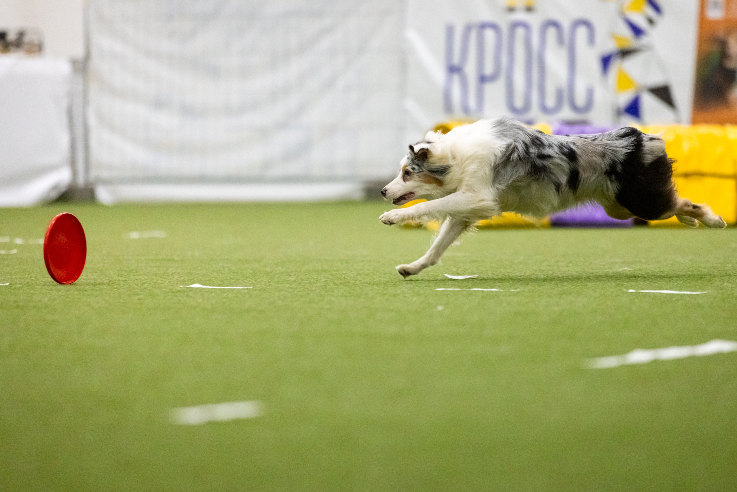 Кайса. BLGKV питомник собак