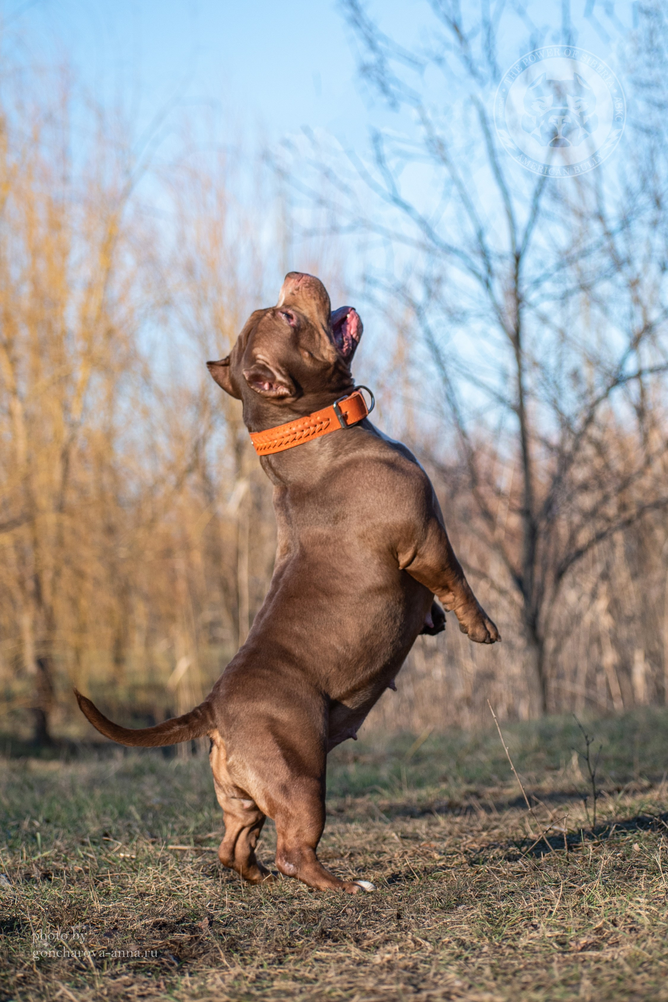 американский булли купить щенка,американский булли характеристика, порода собак американский булли,