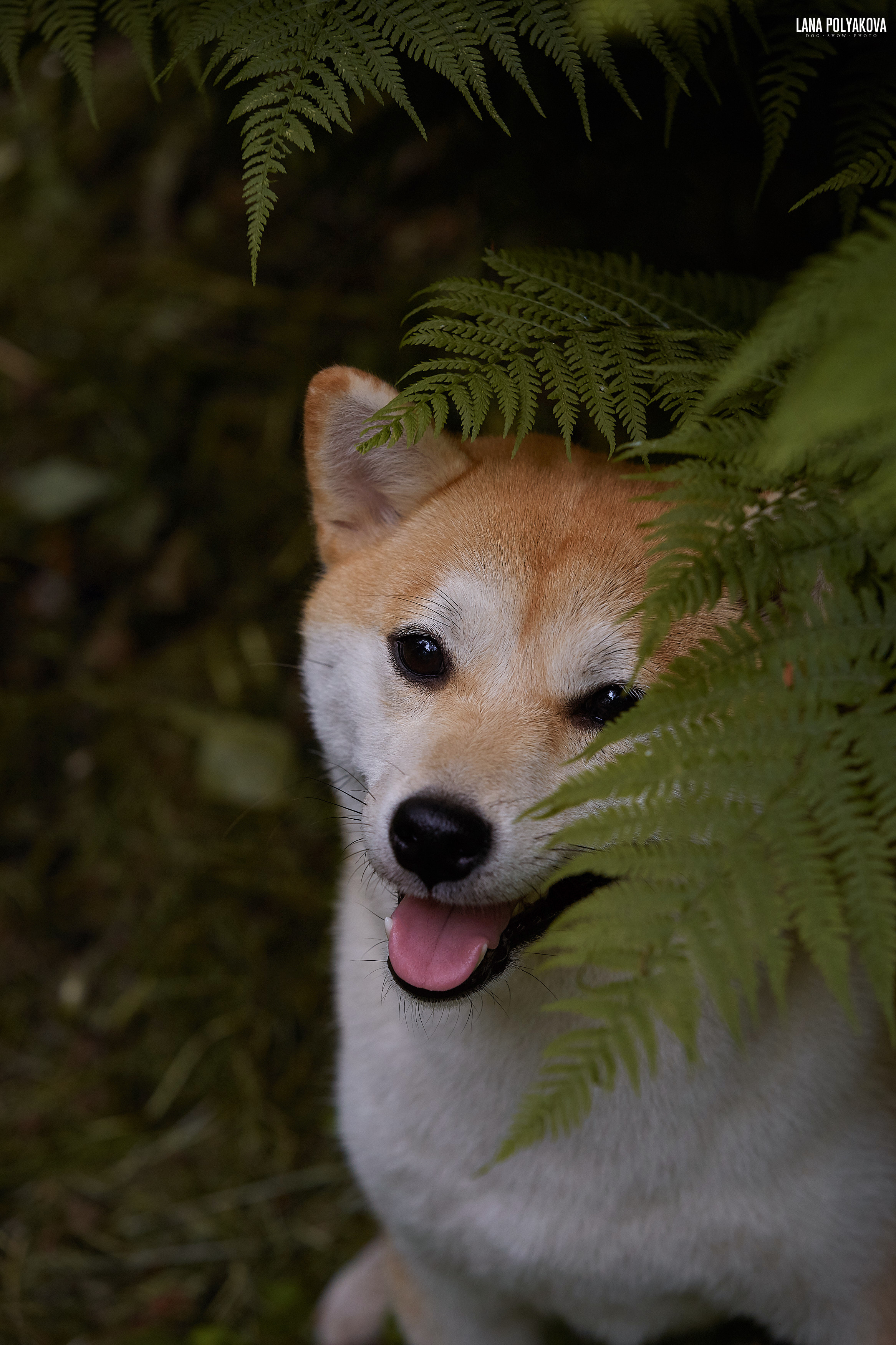Shibainu Сиба