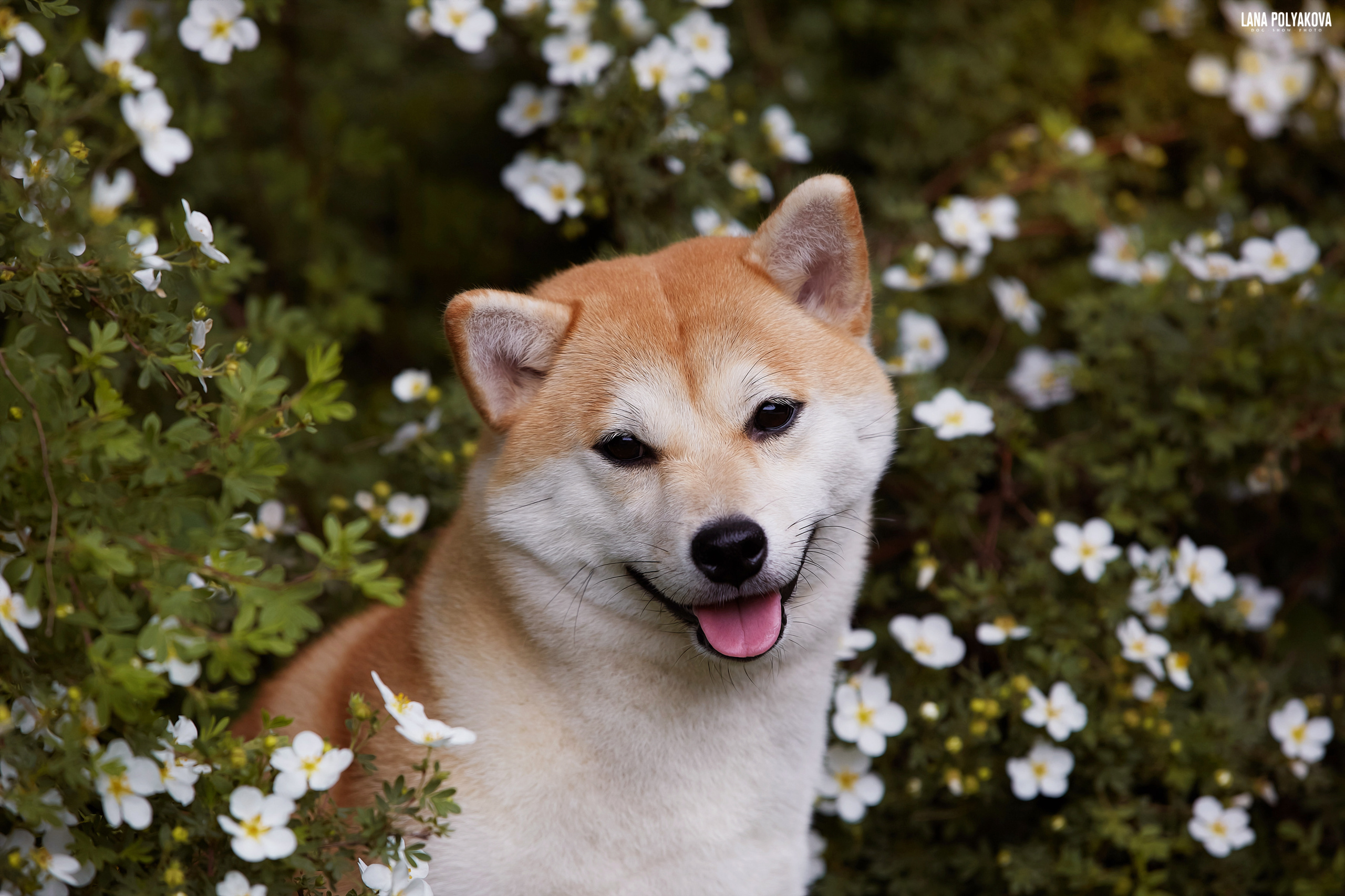 Shibainu Сиба