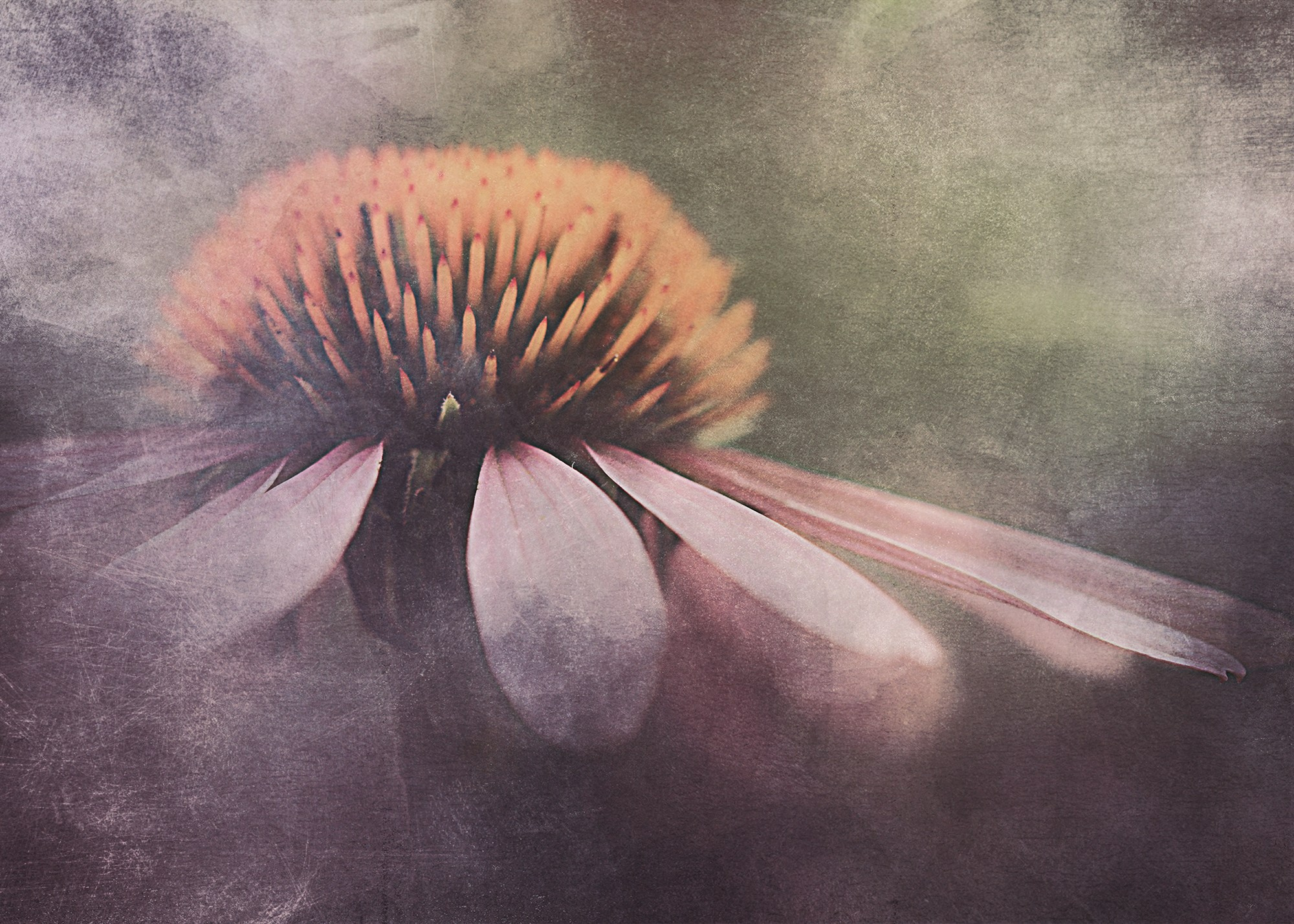 PINK VINTAGE. Eirene G | Photoartist | Flowers from my garden