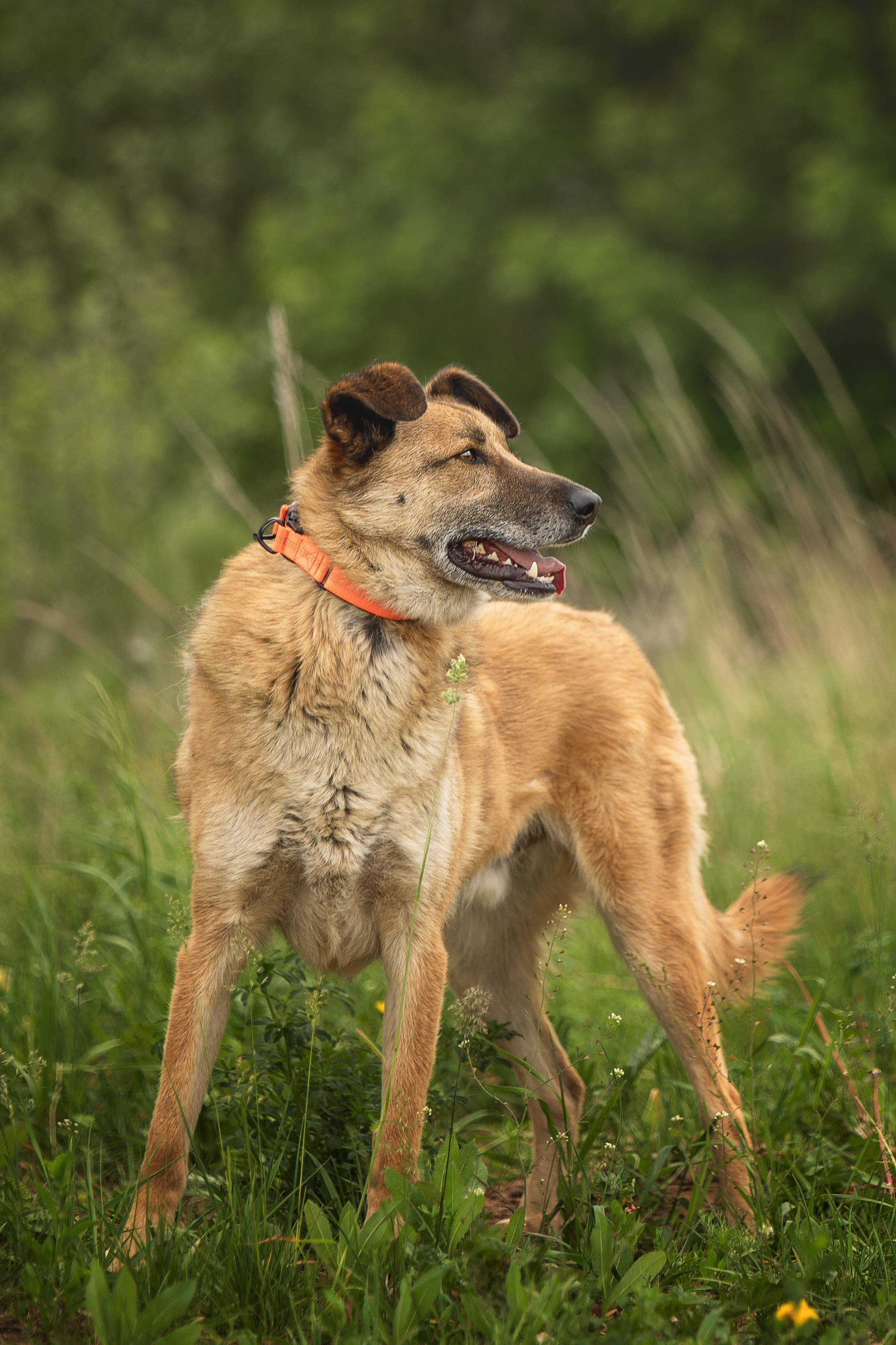 ИЩУТ ДОМ. Фотограф-анималист в Москве и Подмосковье