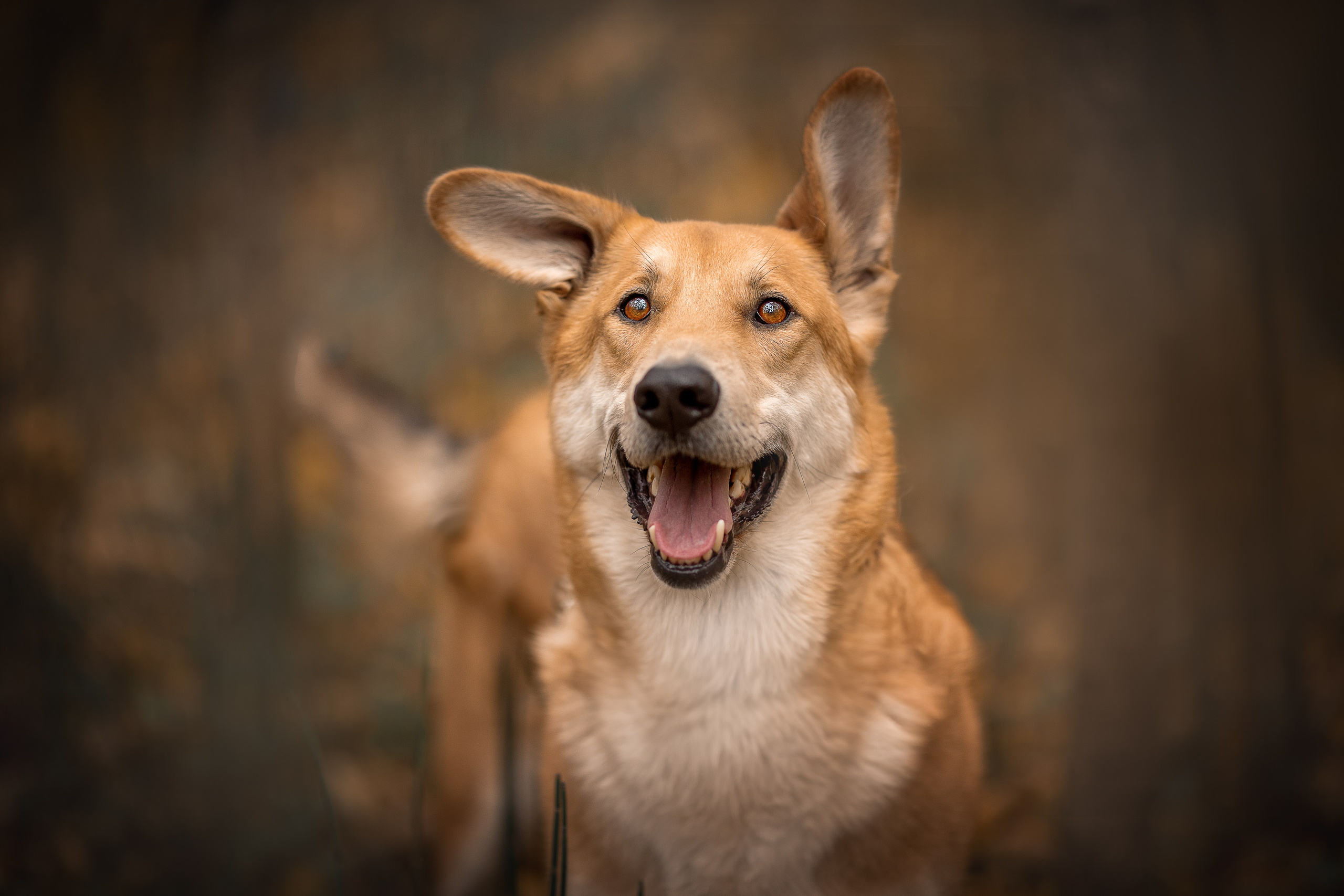 Обо мне. Фотограф-анималист в Москве и Подмосковье