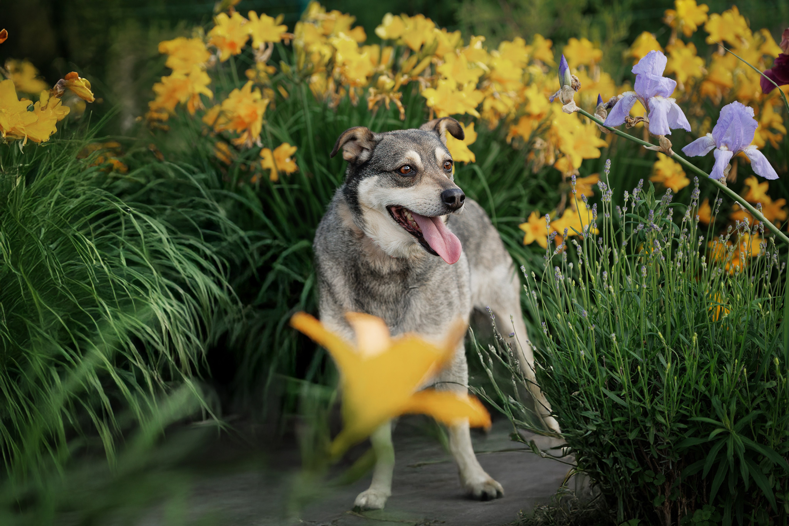ИЩУТ ДОМ. Фотограф-анималист в Москве и Подмосковье