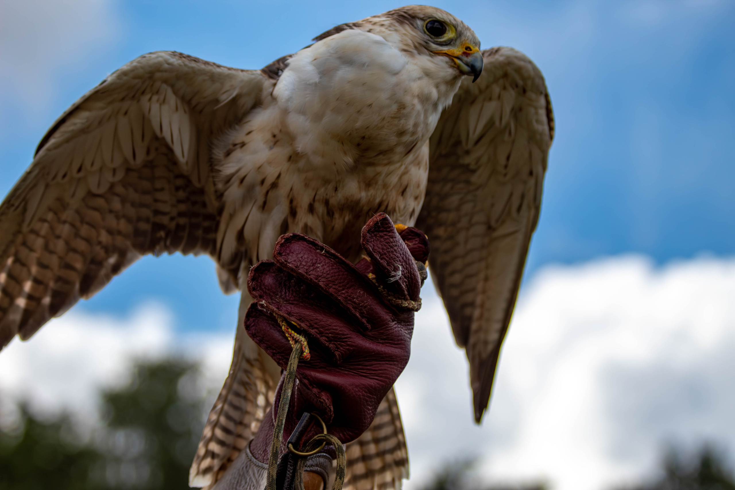 Охота как искусство Ясная поляна. Фотограф анималист — Тула, Москва