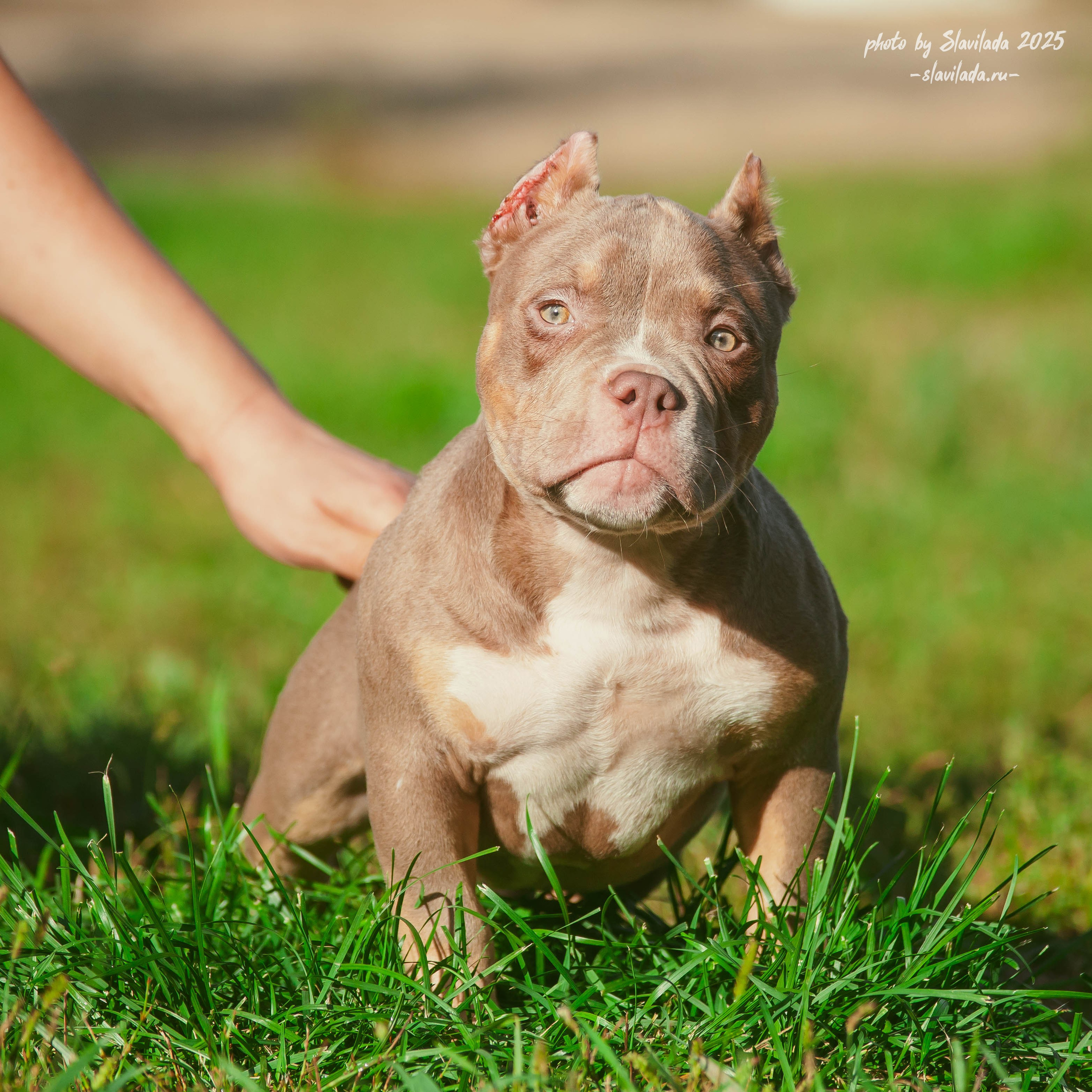 Американский булли. Slavilada-Лапки. Свет. Любовь… Профессиональная фотосессия питомцев Для памяти, пристройства и продажи. Хабаровск