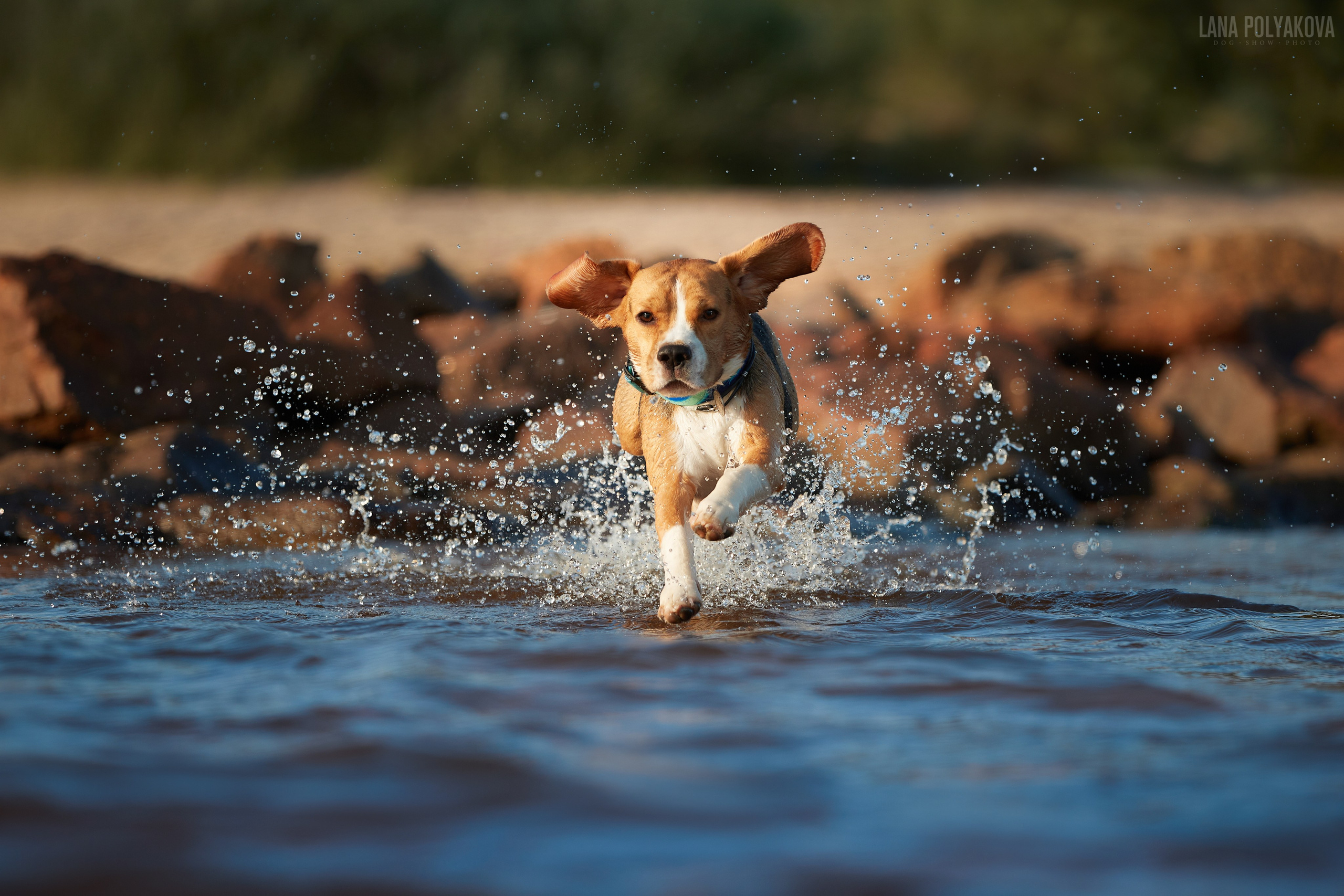 ВЫЕЗДНЫЕ ФОТОСЕССИИ СОБАК. ФОТОГРАФ-АНИМАЛИСТ l LANA POLYAKOVA