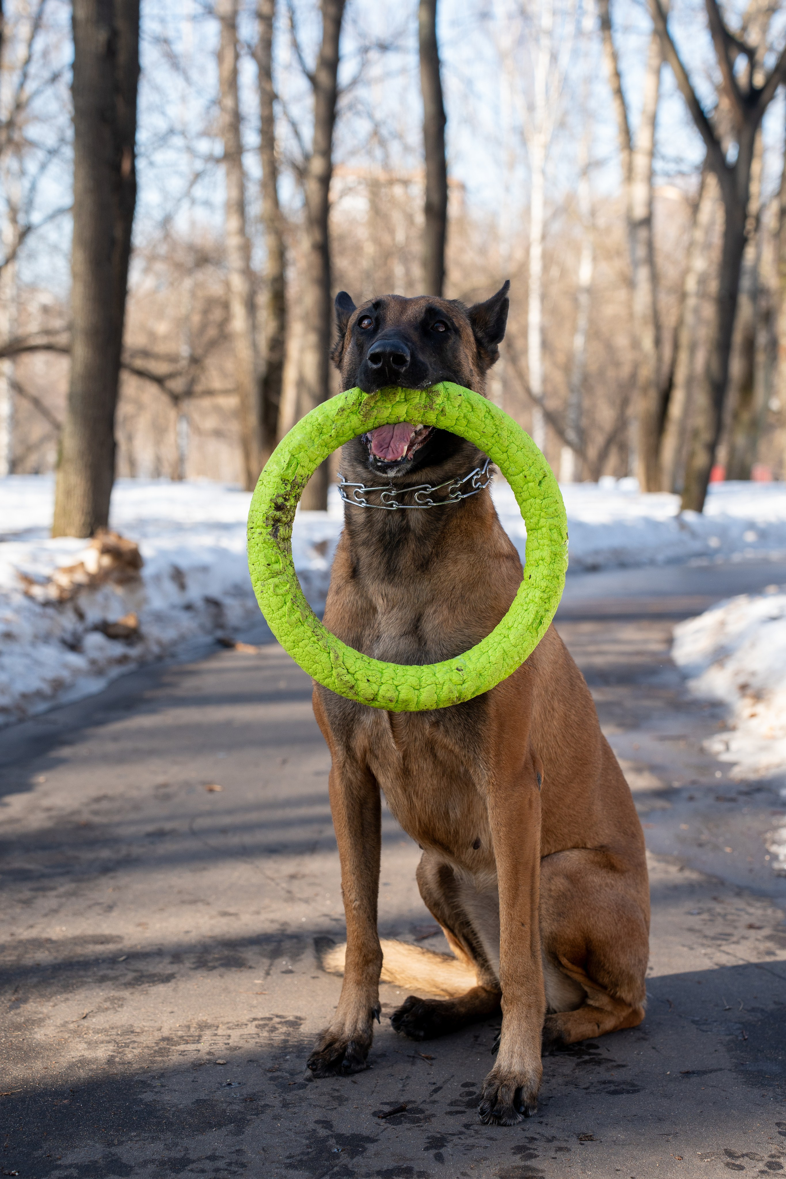 Фотограф Алиса Счастливая | Свадьбы, дети, спорт | Москва