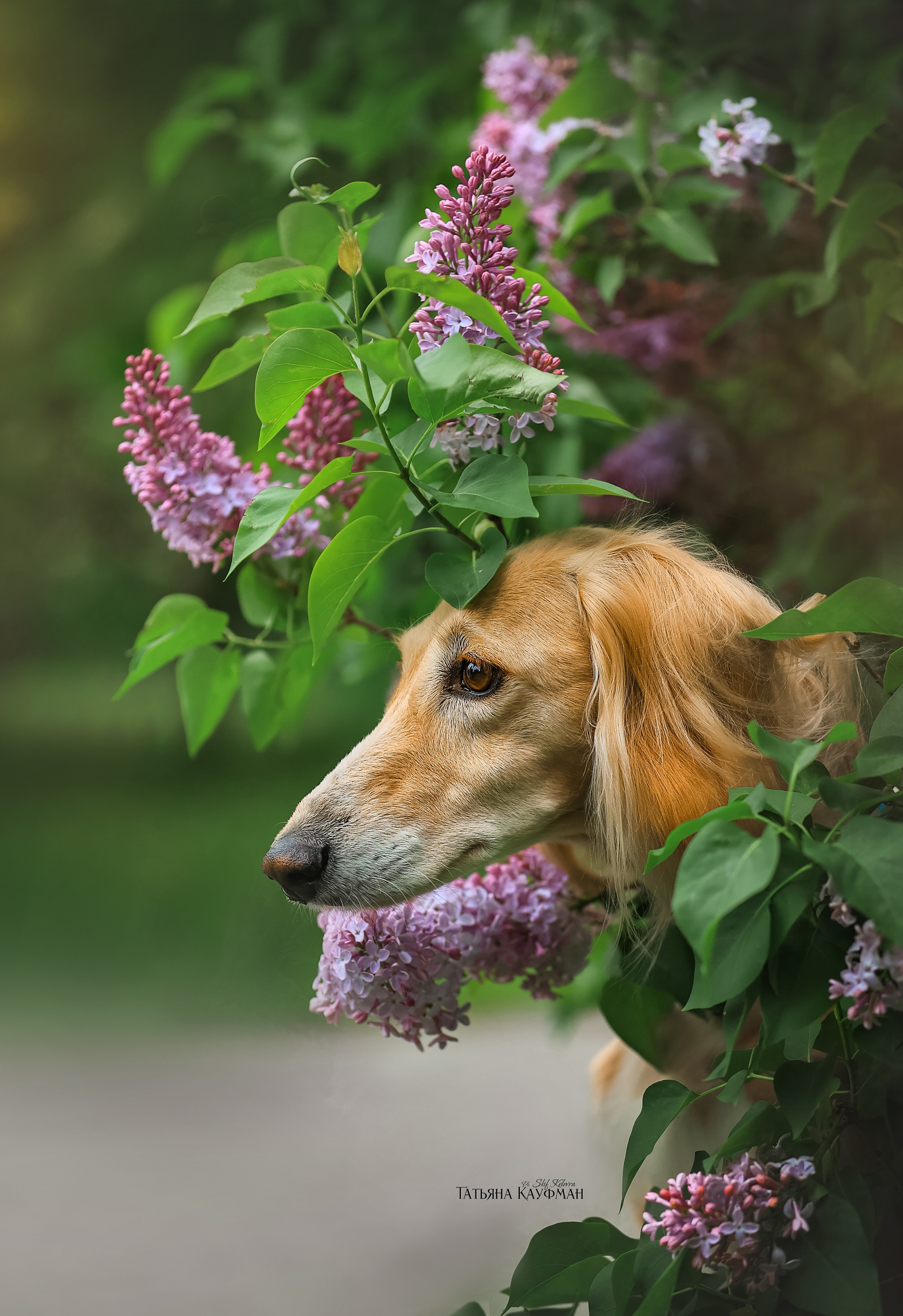 Салюки, фотография салюки, собака в цветах, красивая собака, фотограф анималист, фотокурс Анималистика, научиться фотографировать собак, фотограф Новосибирск