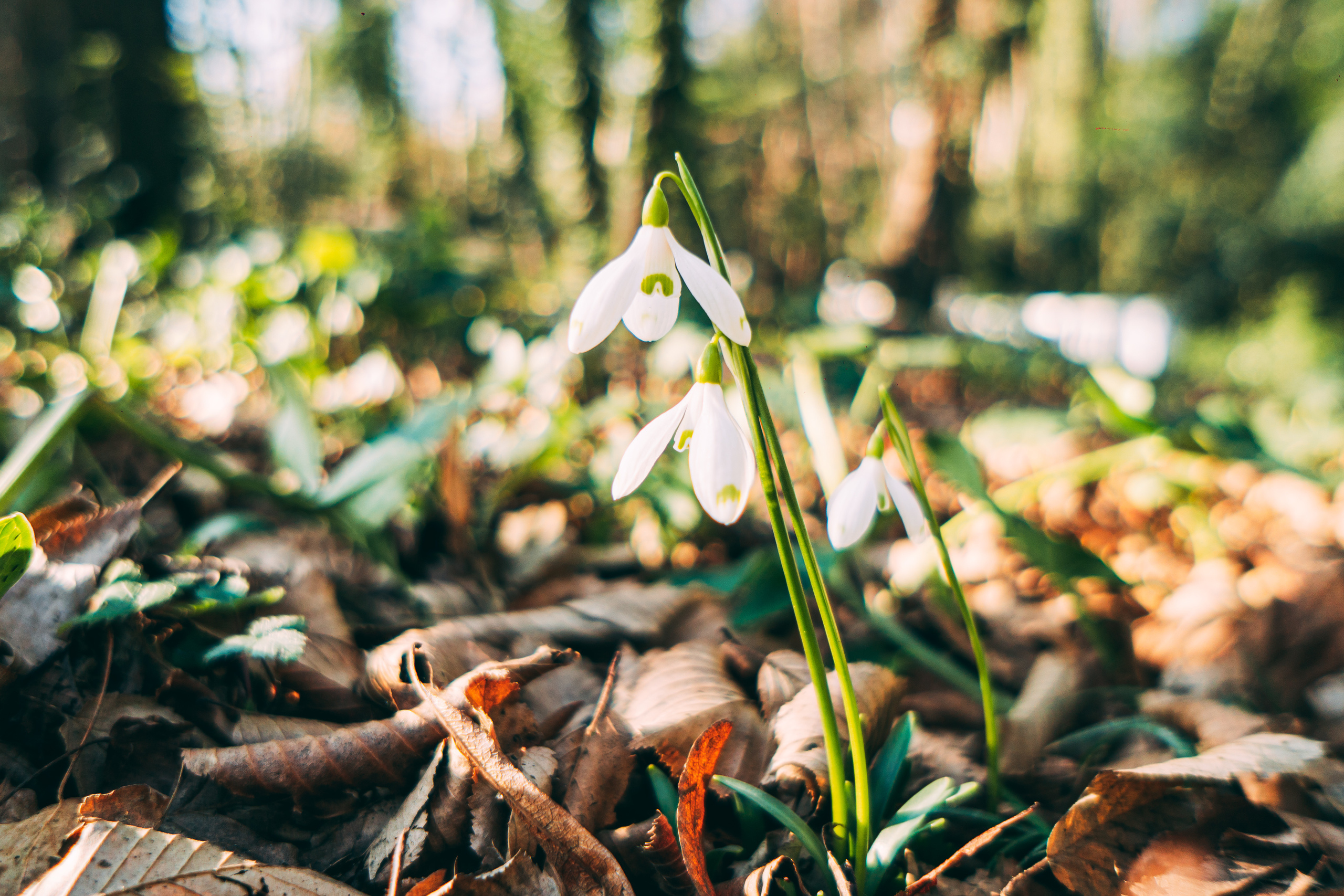 Зима в Сочи. Наталия Баранова — профессиональный фотограф в СПб и Москве