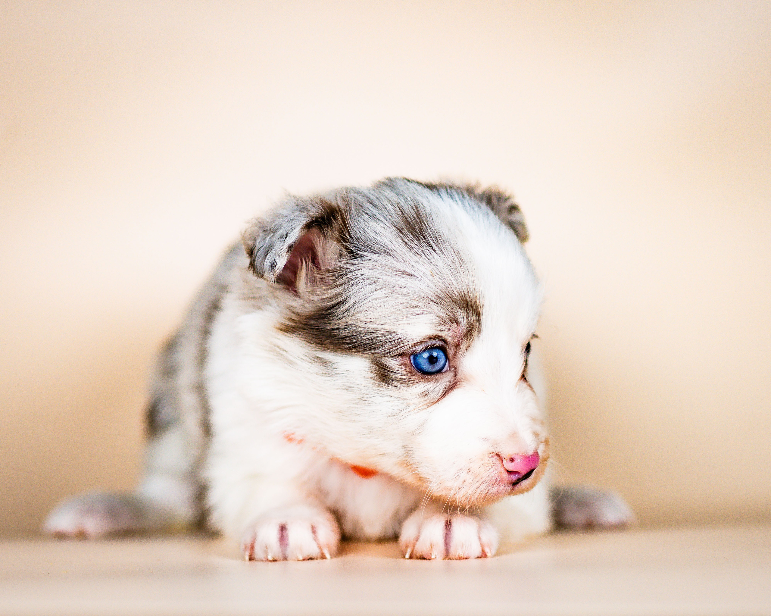 Фритсвит. Семейный фотограф Ефремова Виктория