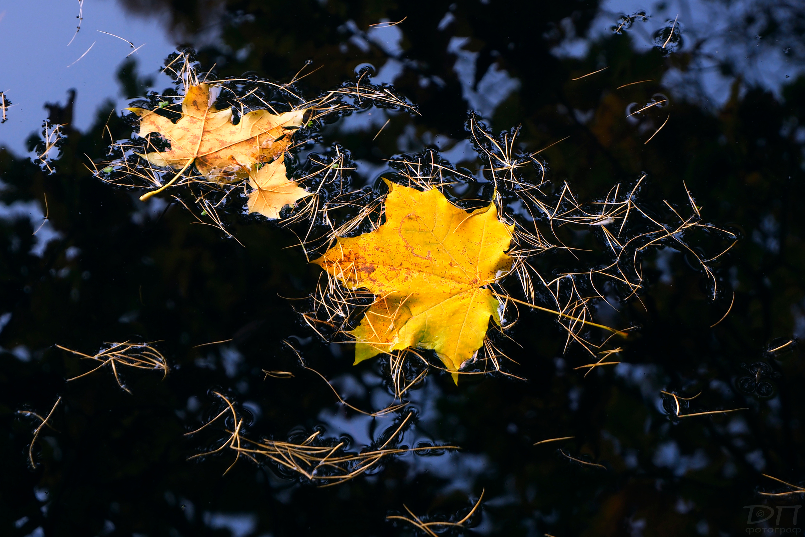 Фото на стену (для оформления интерьера). Московский фотограф Дмитрий Потапов