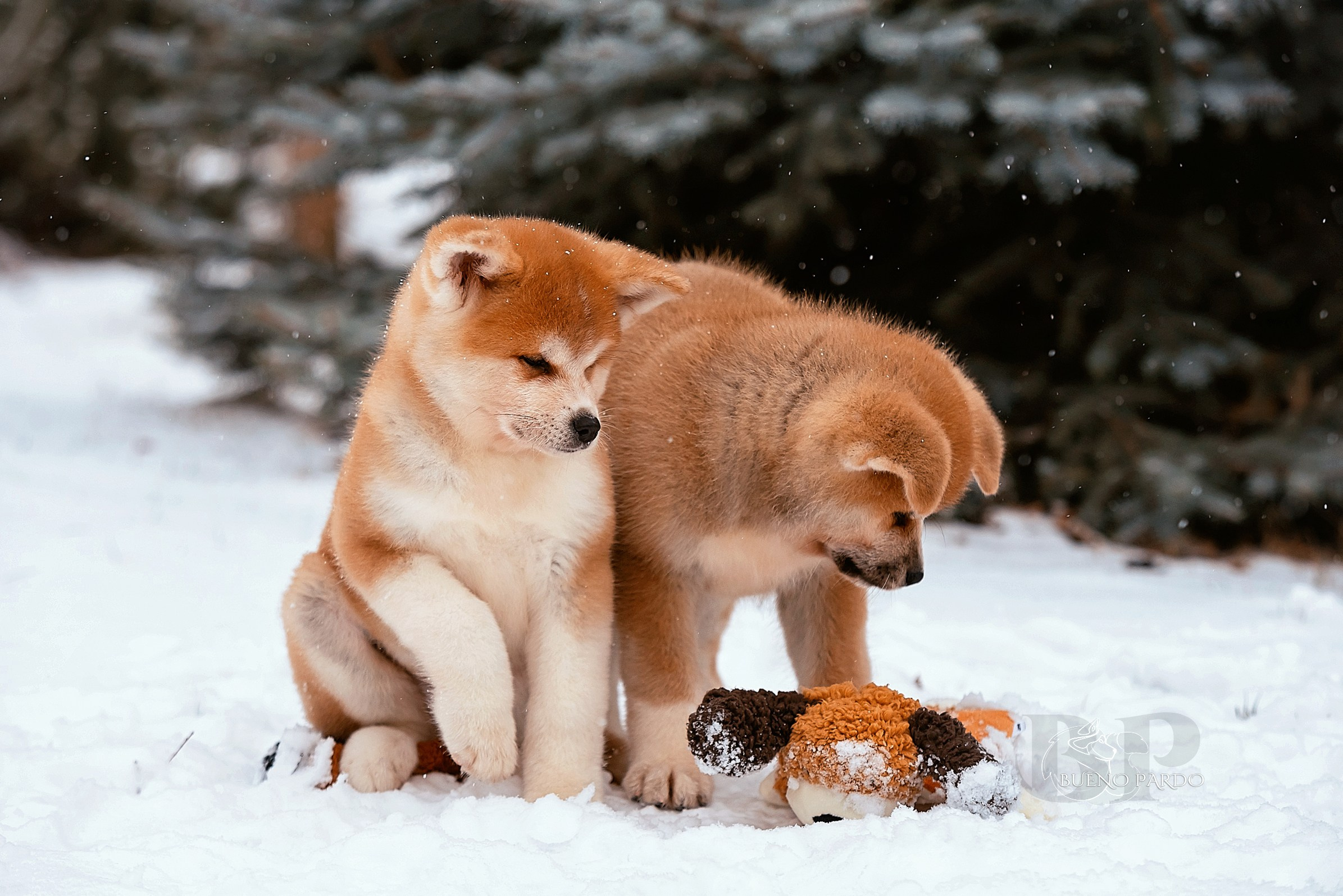 Щенки японской акита ину из питомника. Питомник собак Акита, Хаски, Корги