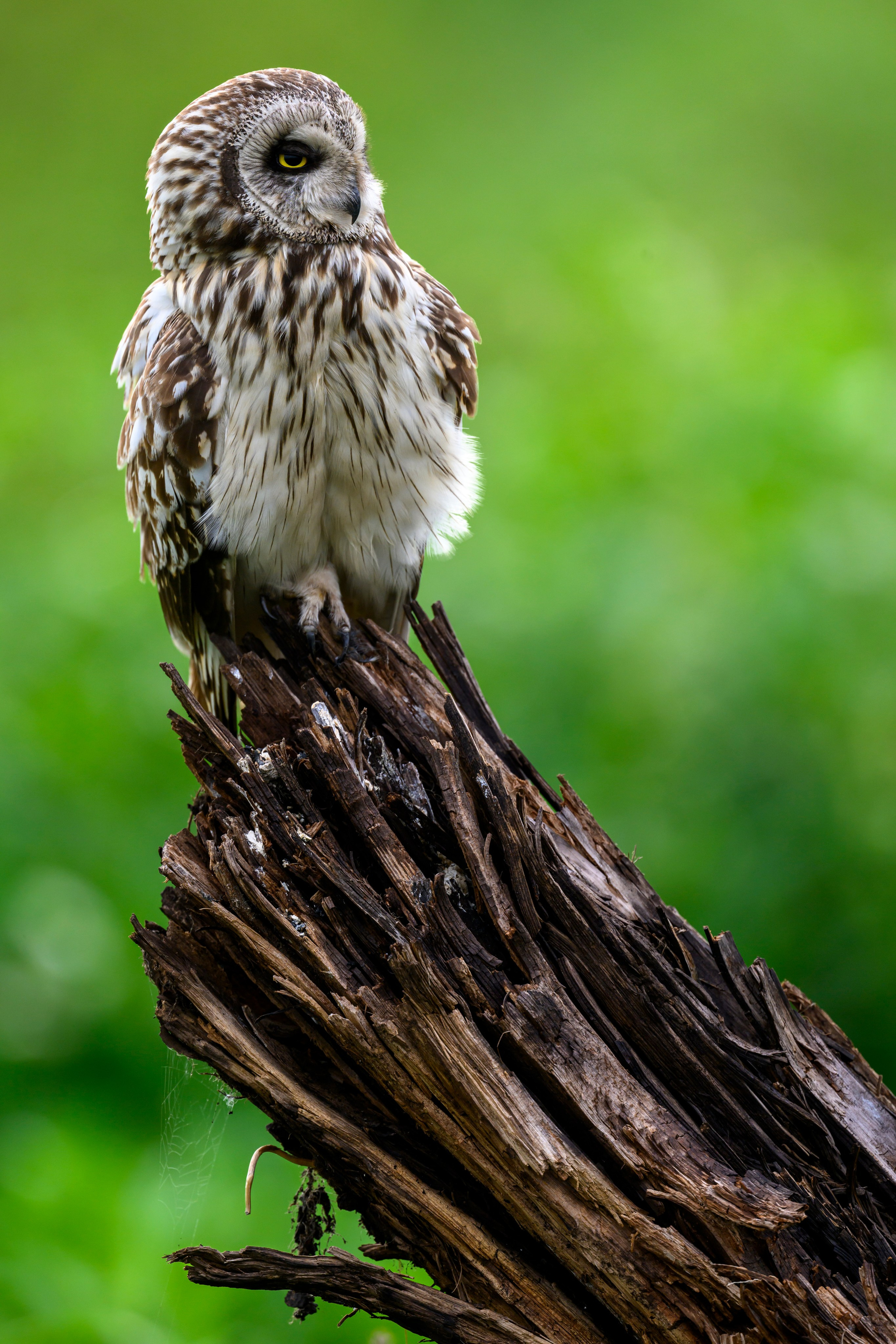 Мэрилин Монро | Marilyn Monroe. Фотограф Сергей Пупонин