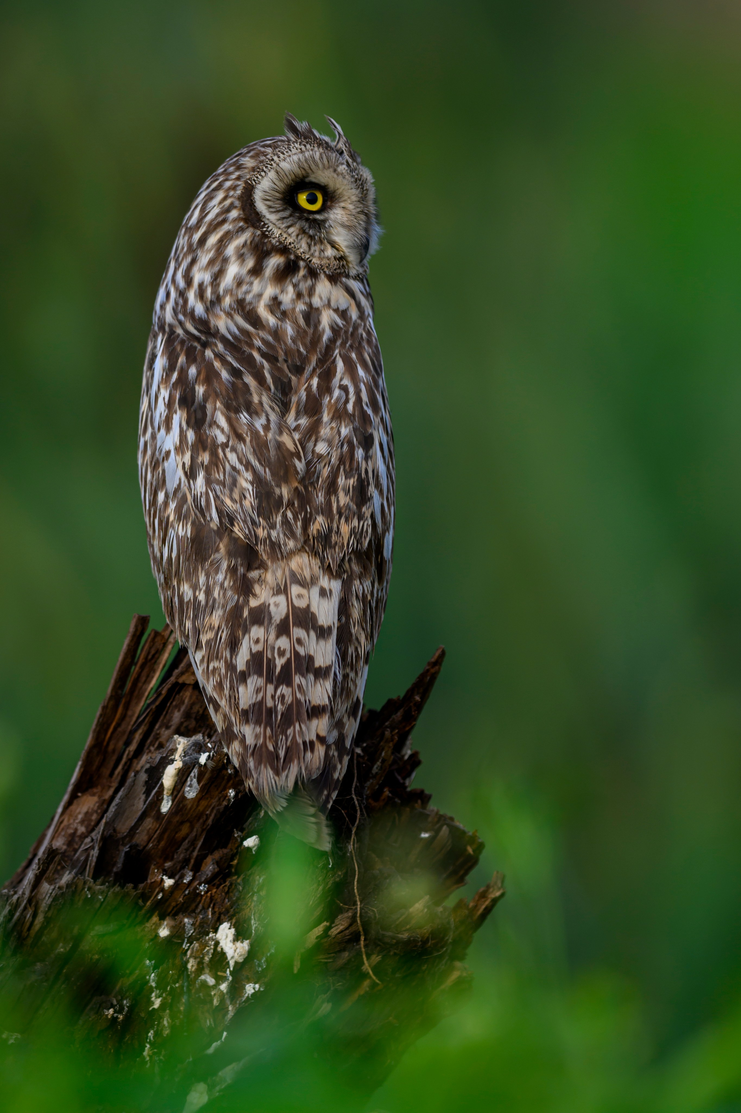 Сова на рассвете. Owl at dawn. Wildlife photography by Sergey Puponin
