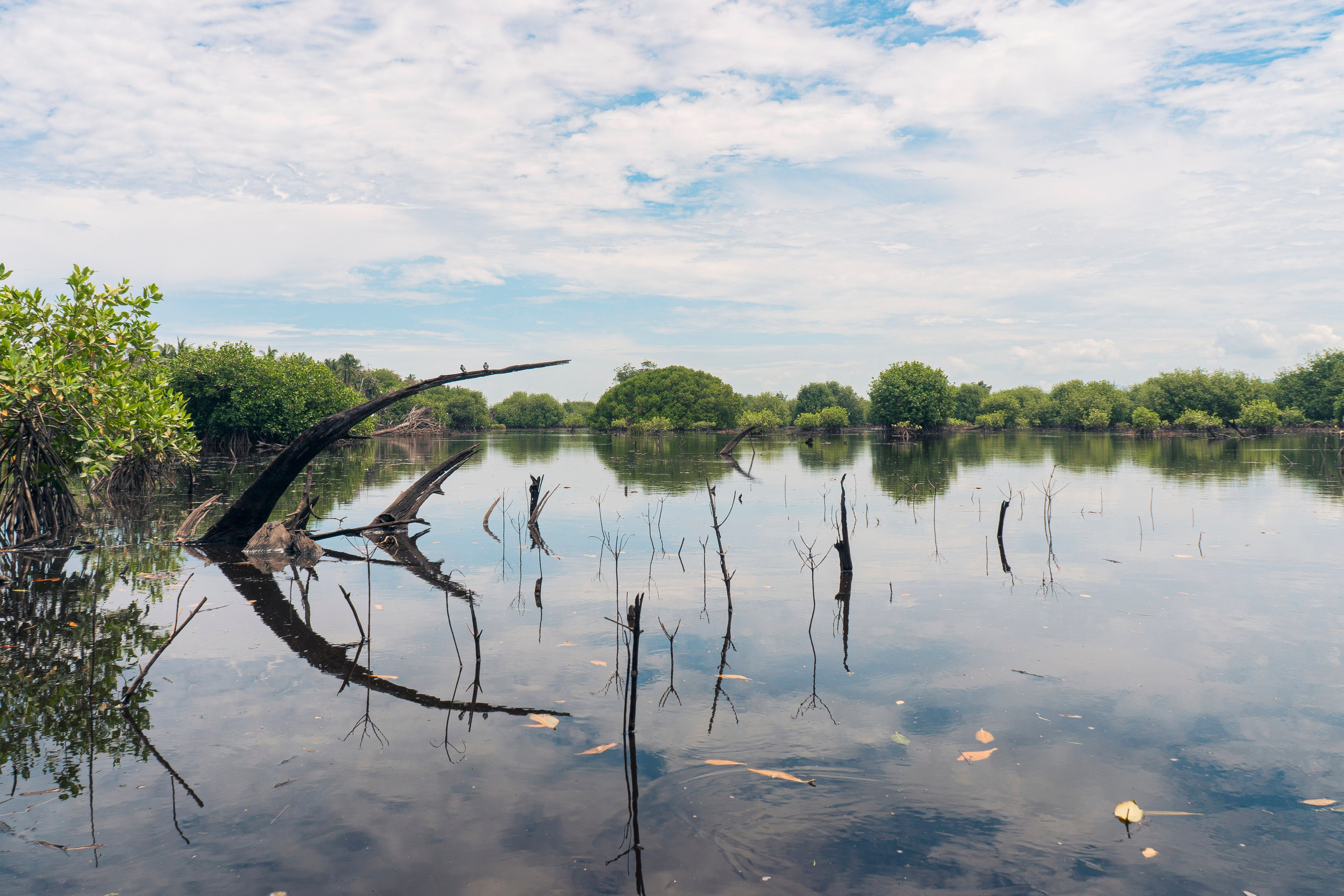 Crocos’ Paradise. CDMX Photography | Alex Klenin| Portrait & Event Photographer