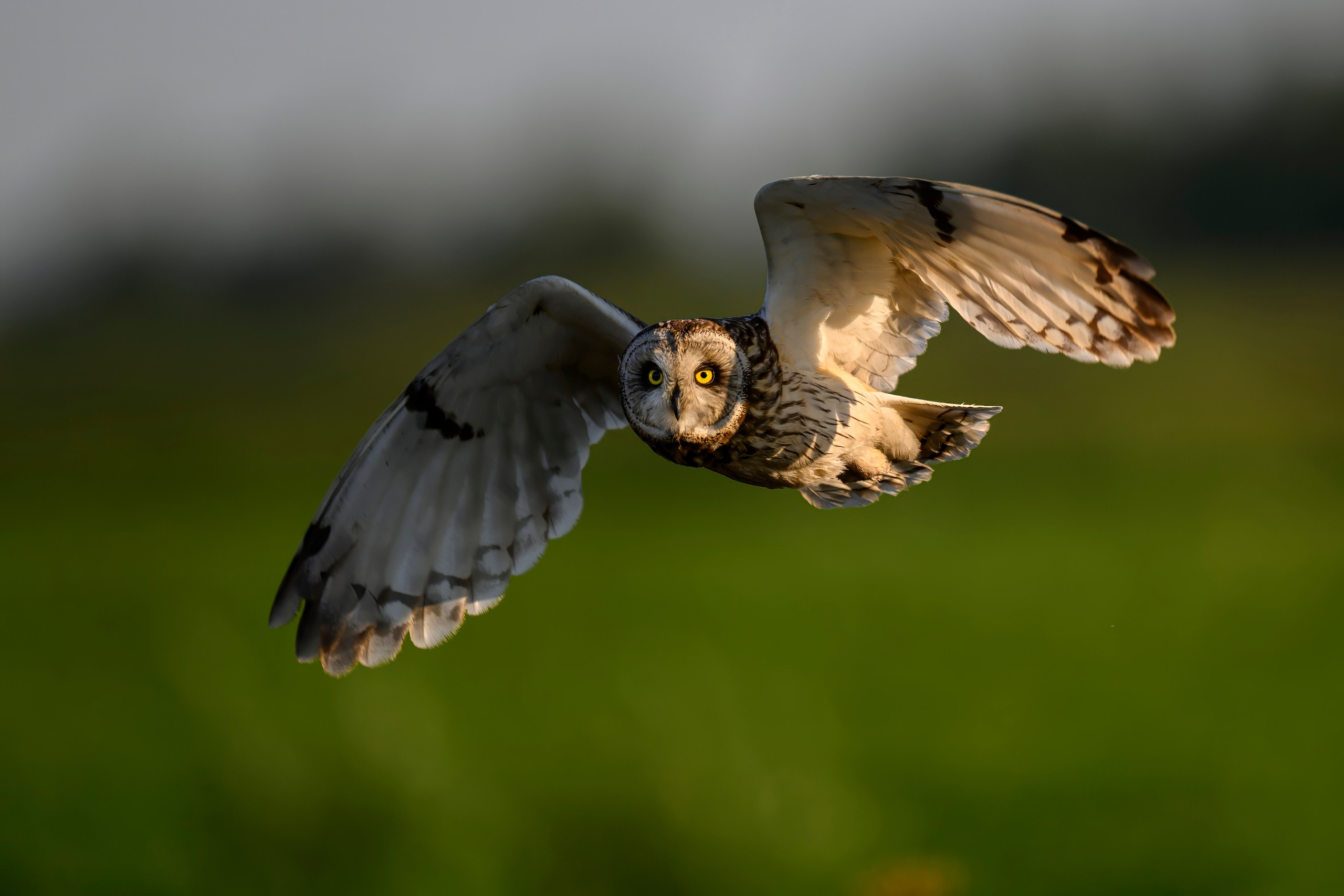 Сова и совята. Owl and owlets. Фотограф Сергей Пупонин