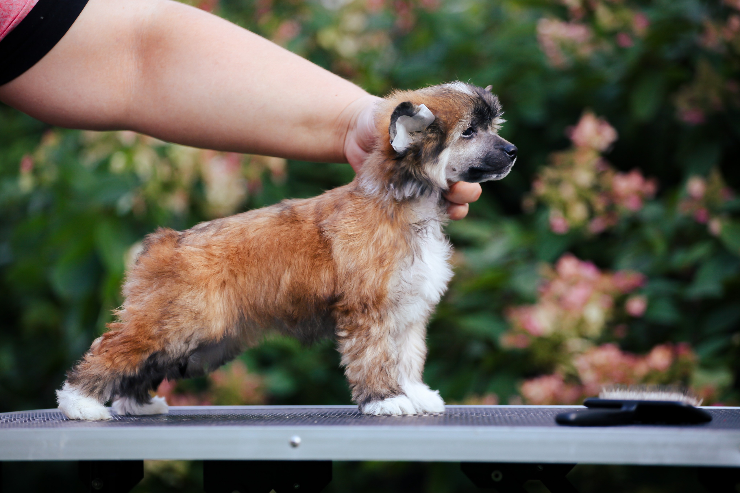 Poale Ell Chester Becomes a Dad for the First Time. Chinese Crested Dog Kennel Poale Ell