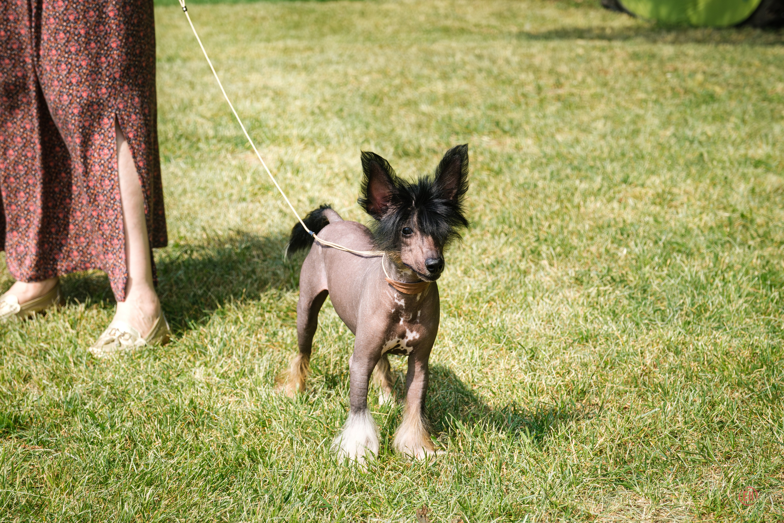 Vik’s first exhibition (Poale Ell Vik). Chinese Crested Dog Kennel Poale Ell