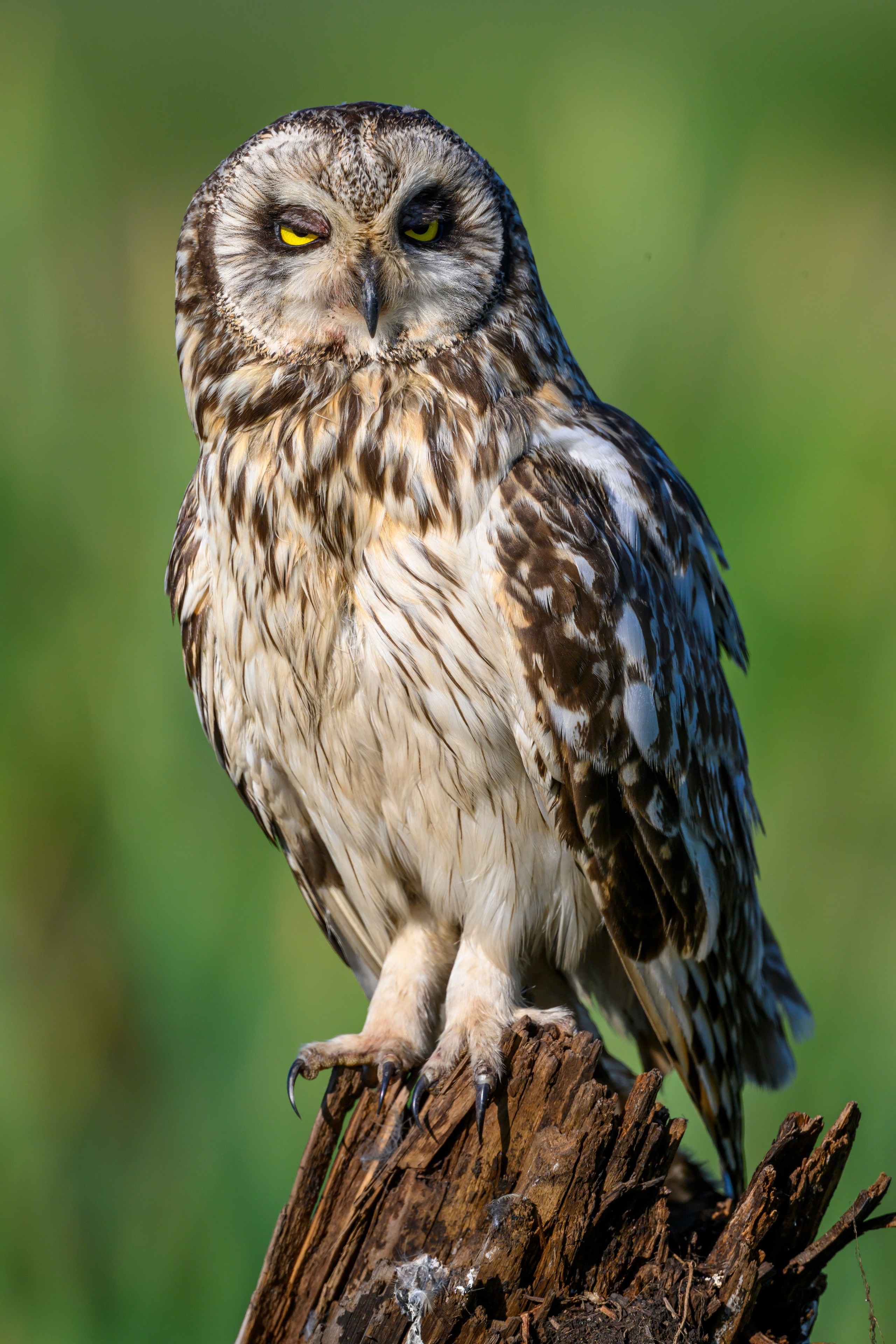 Портреты совы. Owl Portraits. Wildlife photography by Sergey Puponin