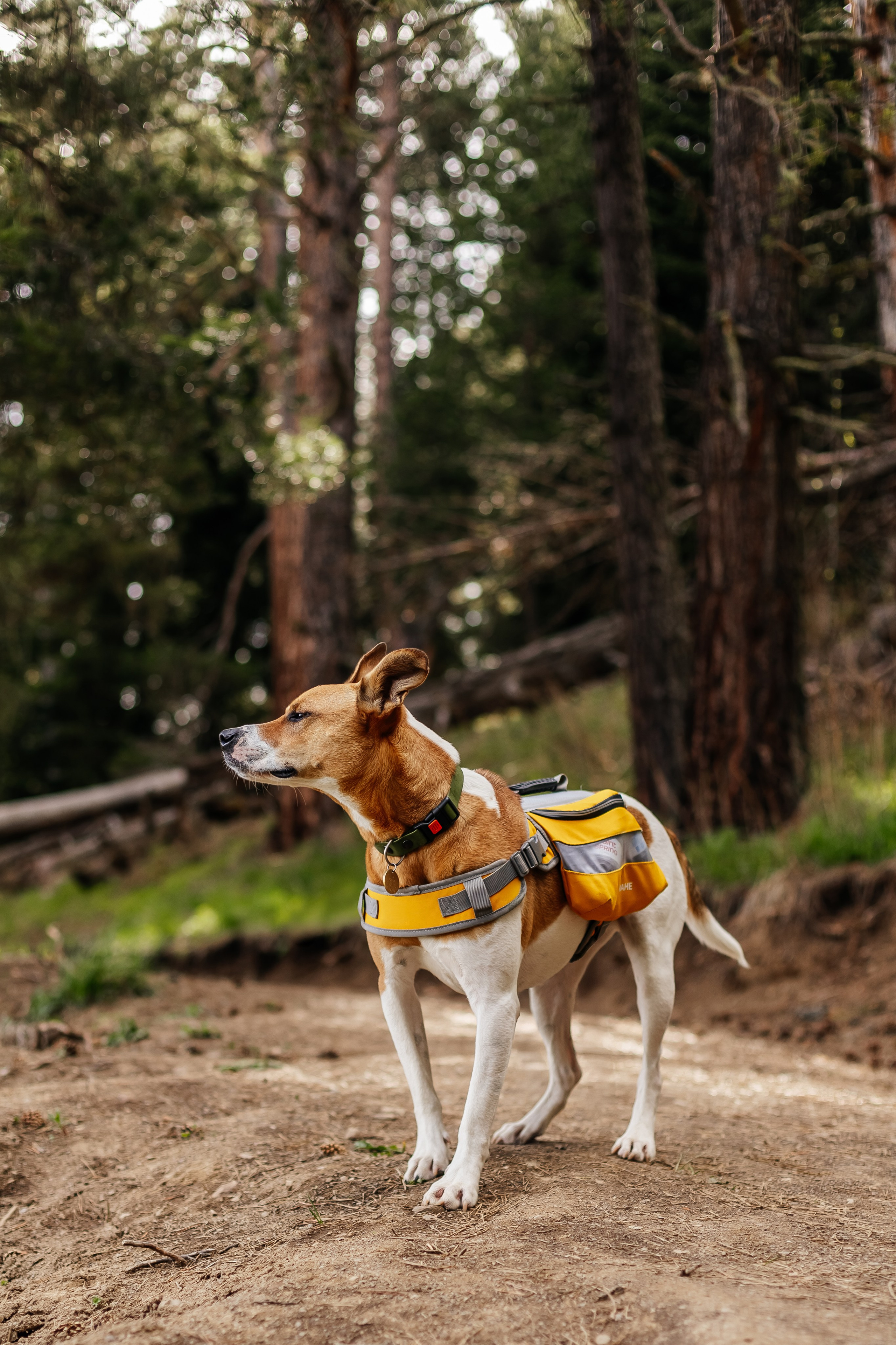 Animal. Фотограф Краснодар Марго Хелбен