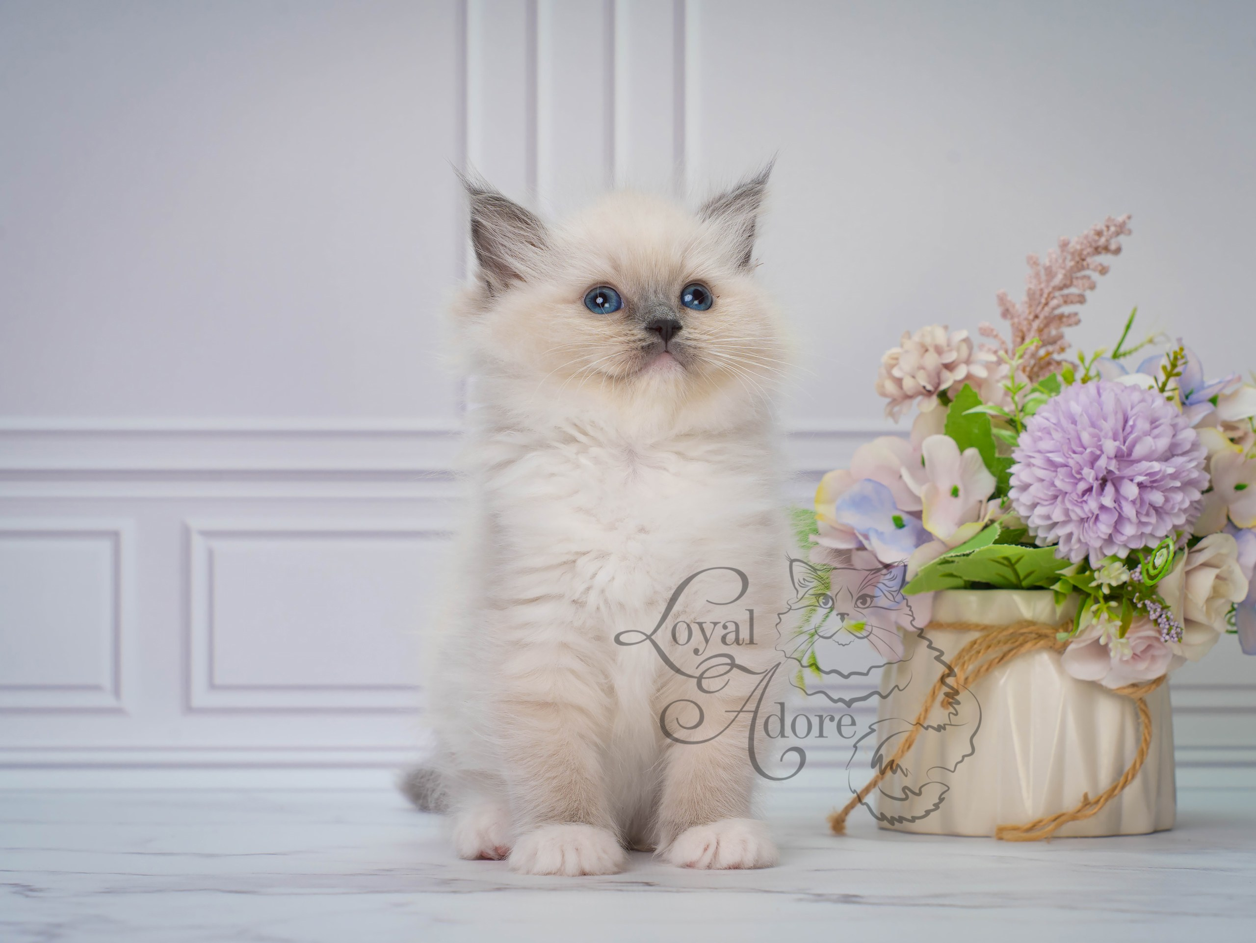 Котята рэгдолл от Loyal Adore. Питомник рэгдолл Loyal Adore