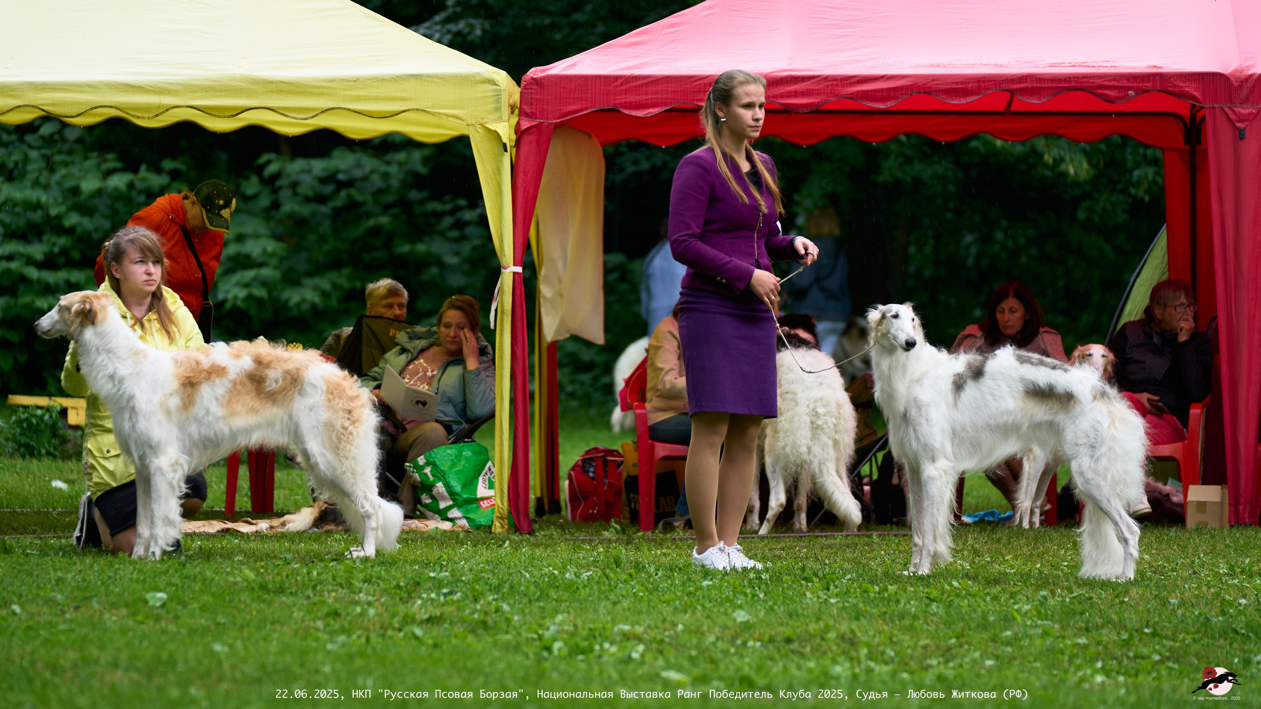 22.06.2025 | Национальная Выставка НКП "Русская Псовая Борзая"