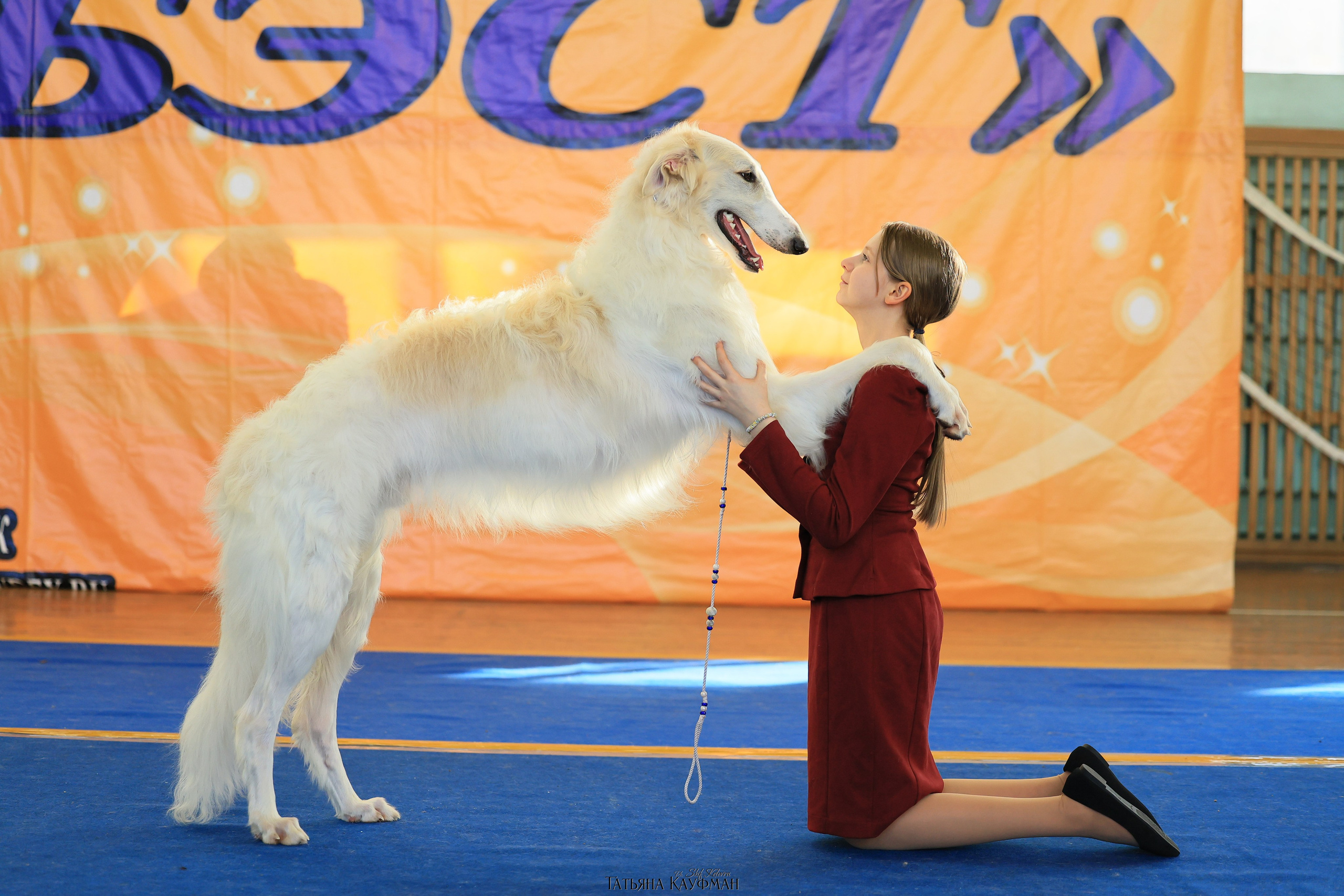 15.03.26 2х выставки собак в Новосибирске. Фотограф Анималист из Новосибирска Татьяна Кауфман