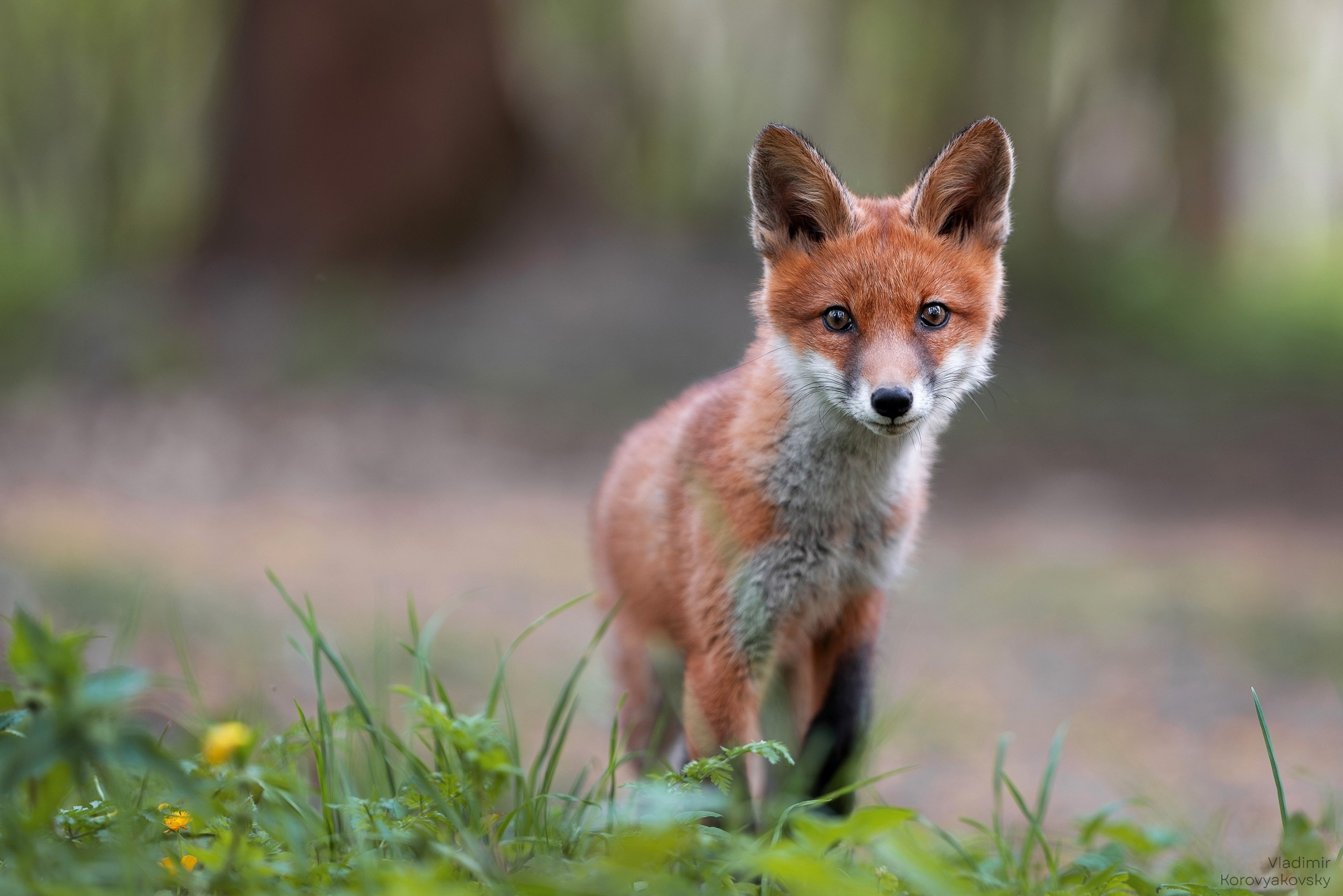 Животные. Фотограф Владимир Коровяковский