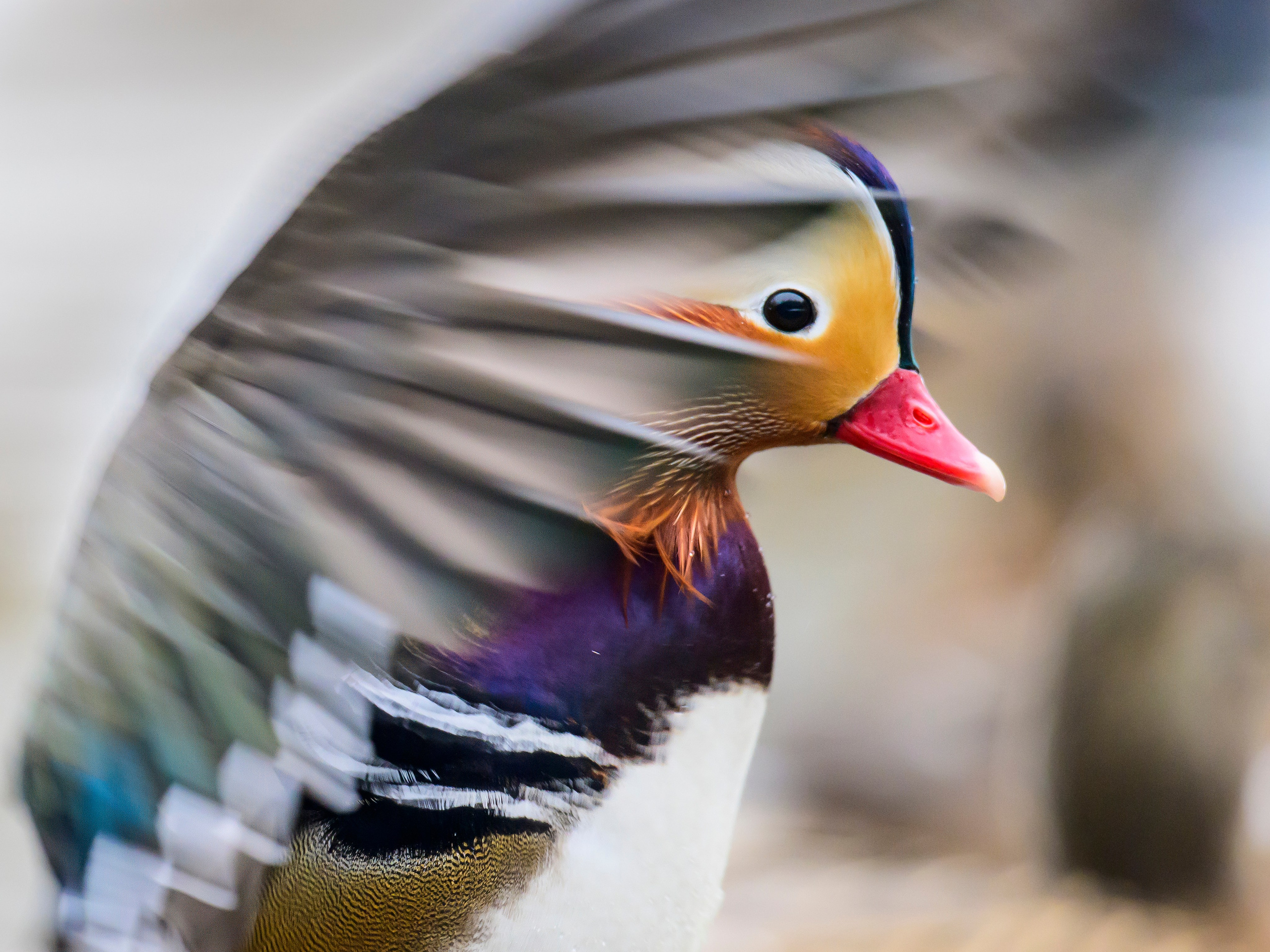Мандаринки. Mandarin ducks. Фотограф Сергей Пупонин