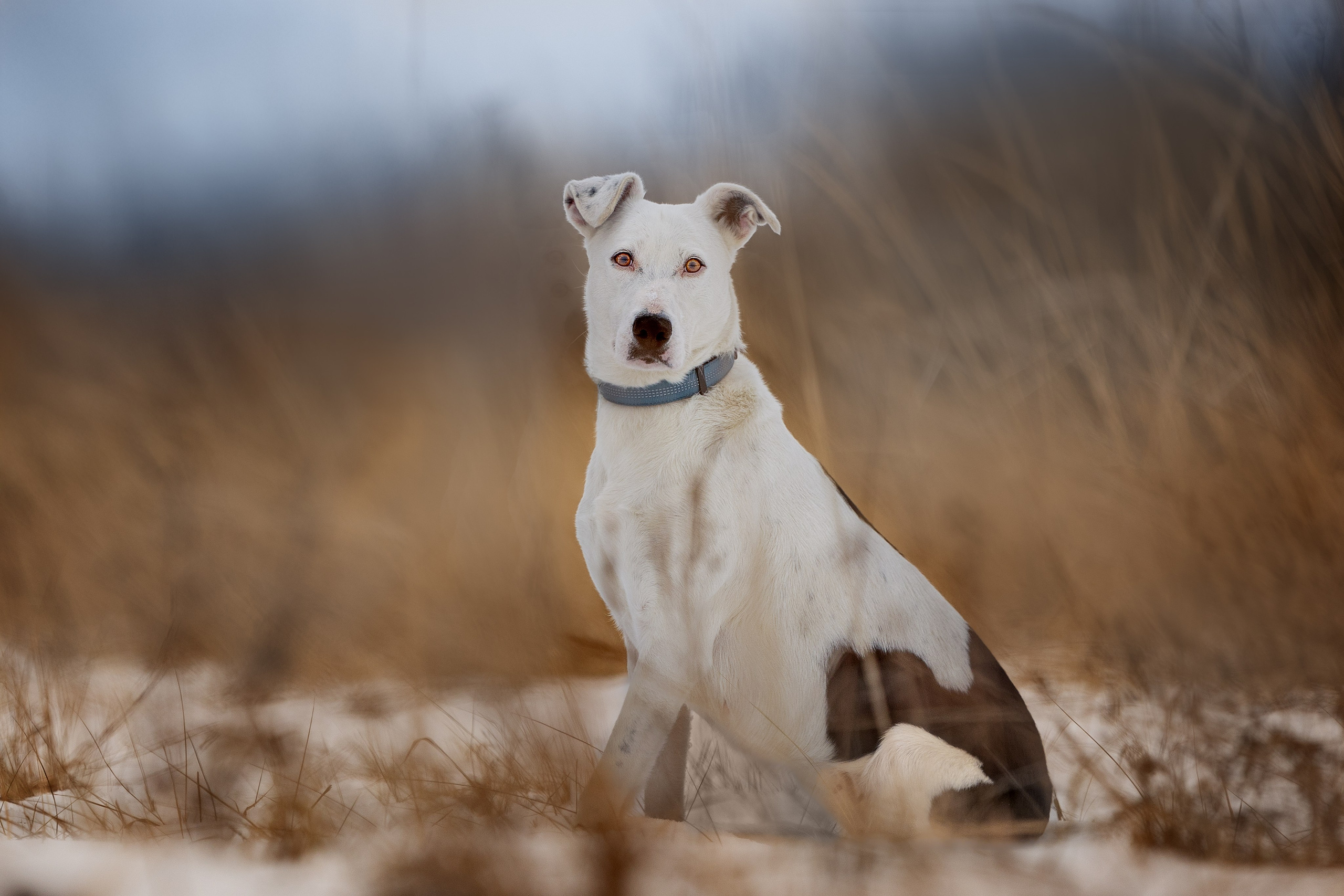 ИЩУТ ДОМ. Фотограф-анималист в Москве и Подмосковье