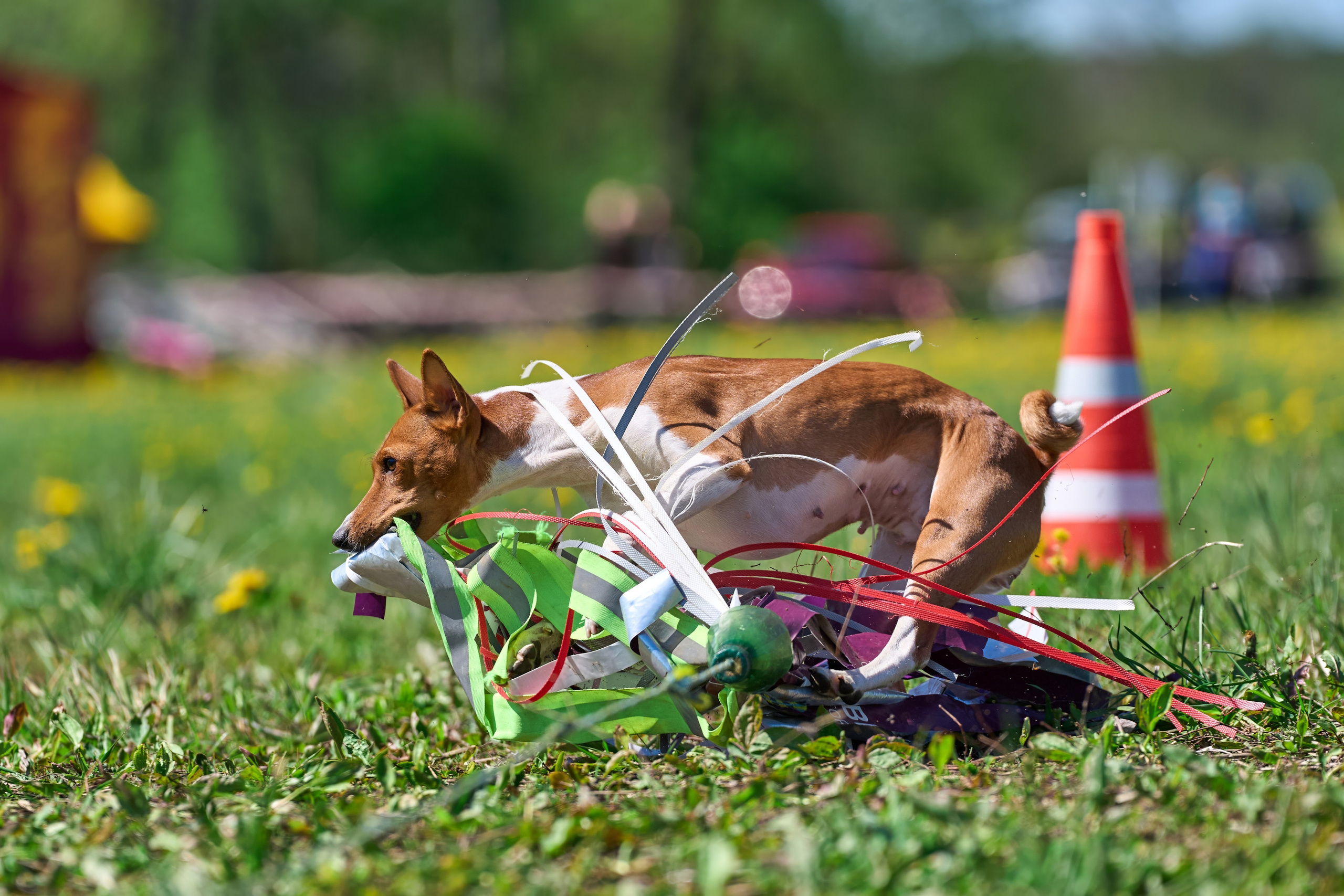 Квалификация по курсингу Донино. Фотограф-анималист Михаил Манухин