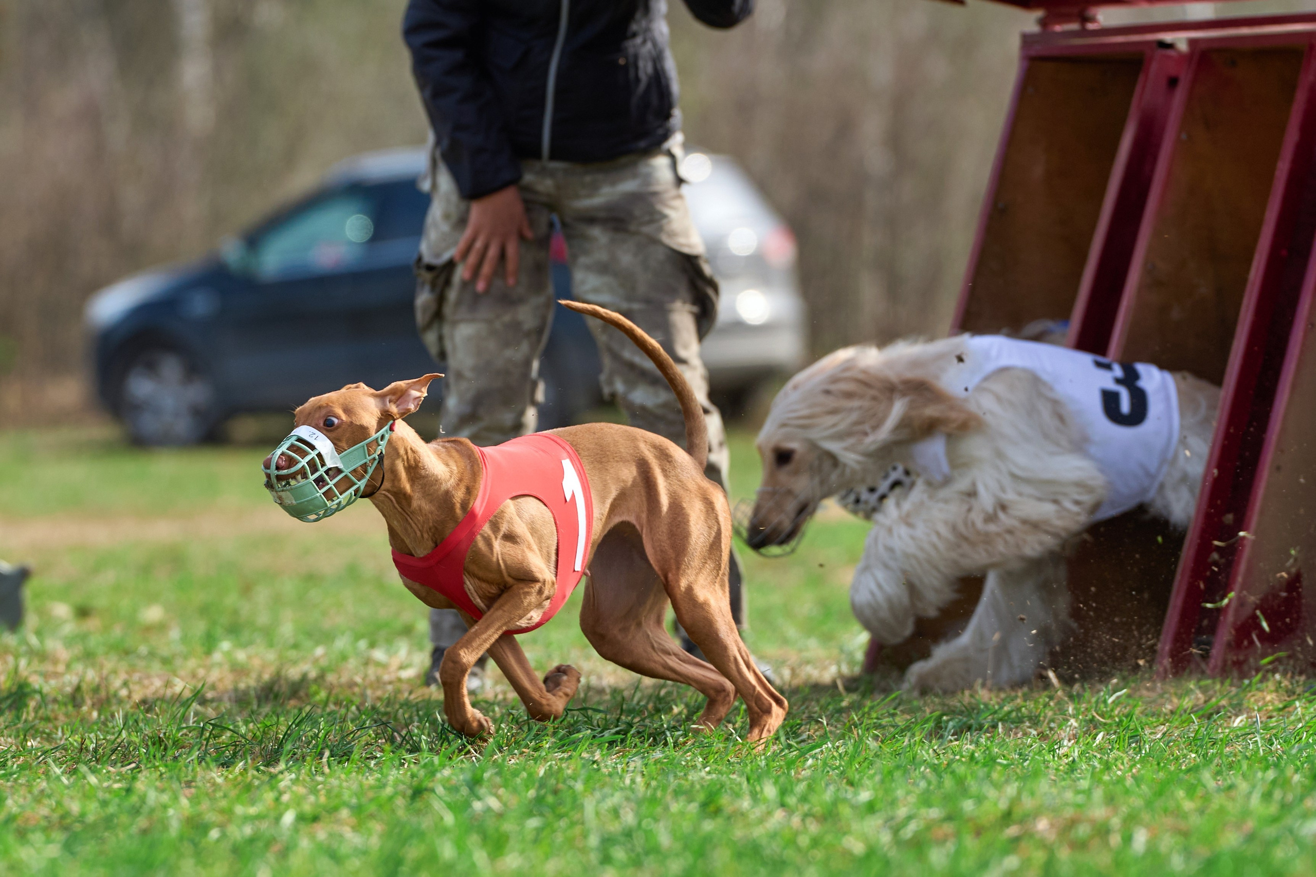 Квалификация по рейсингу. Фотограф-анималист Михаил Манухин