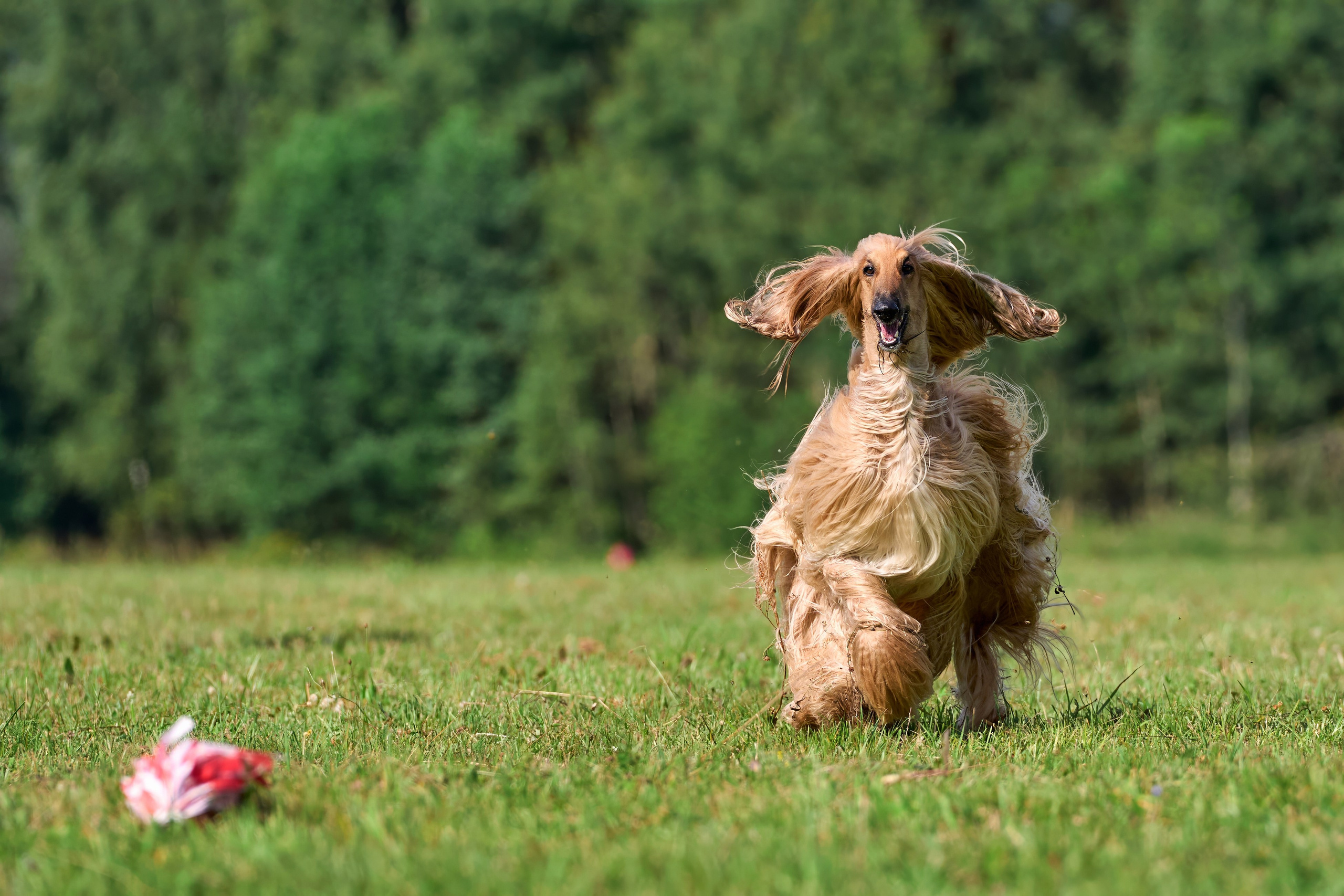 Тренировка в Донино. Фотограф-анималист Михаил Манухин