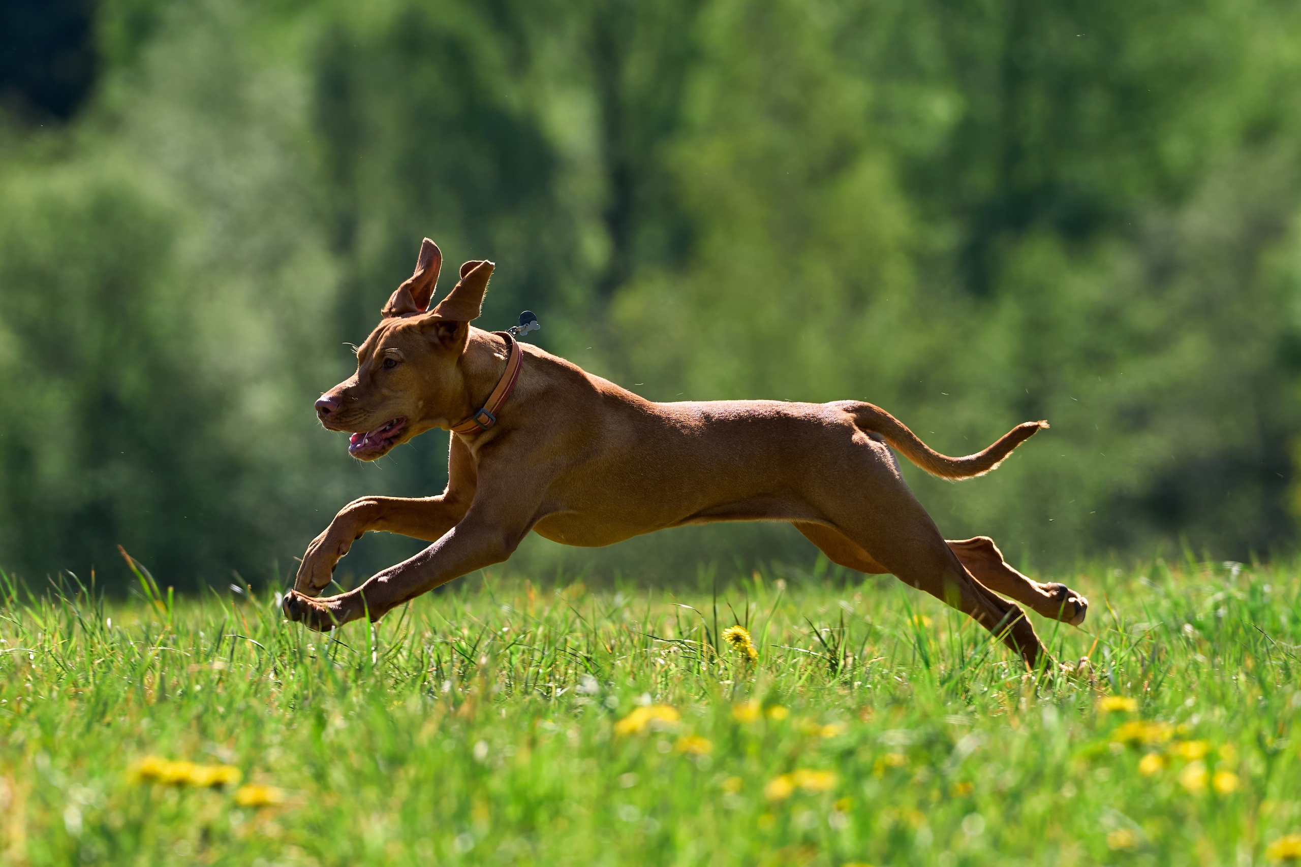 Тренировка по курсингу «на Ярославке». Фотограф-анималист Михаил Манухин