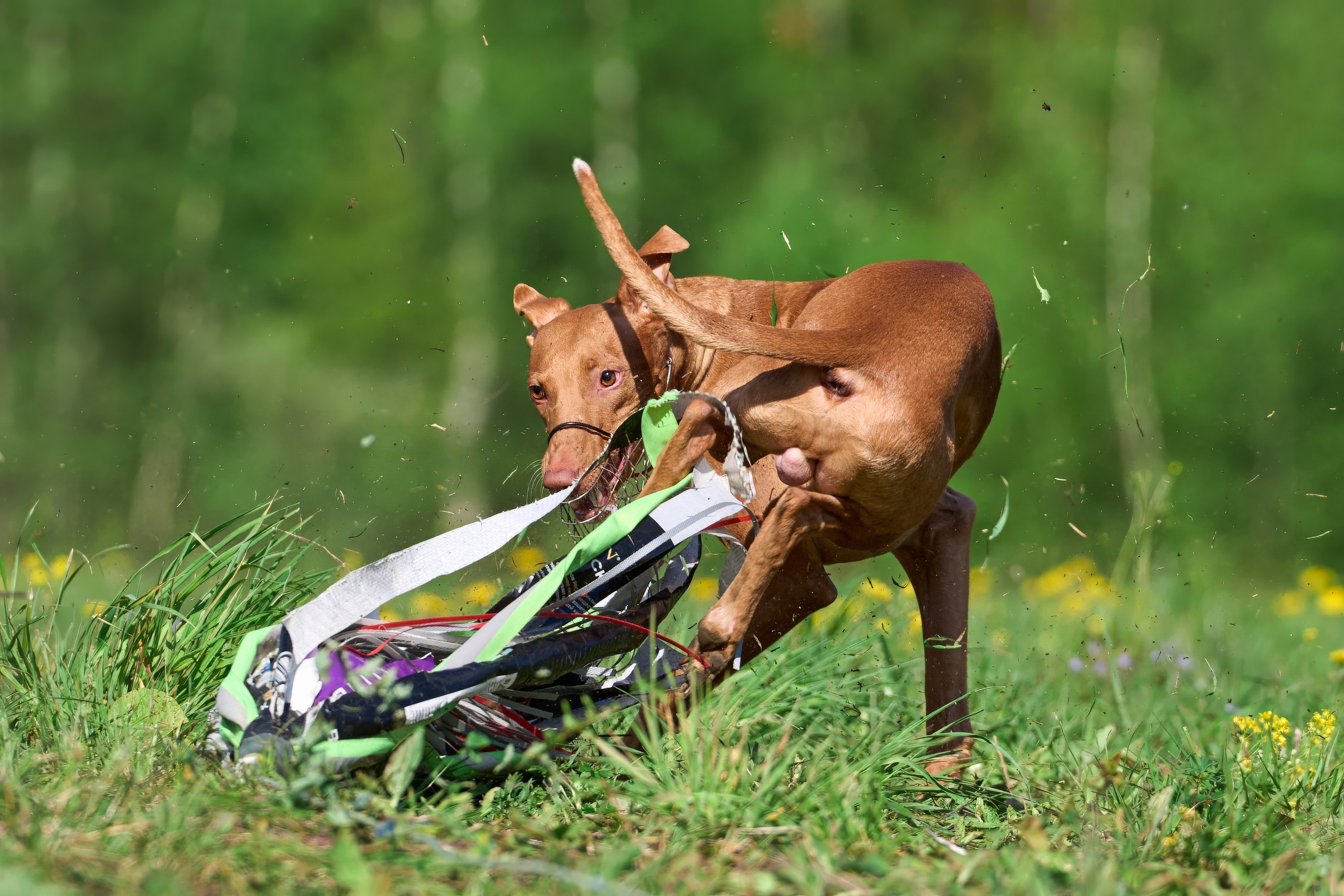 Квалификация по курсингу Донино. Фотограф-анималист Михаил Манухин