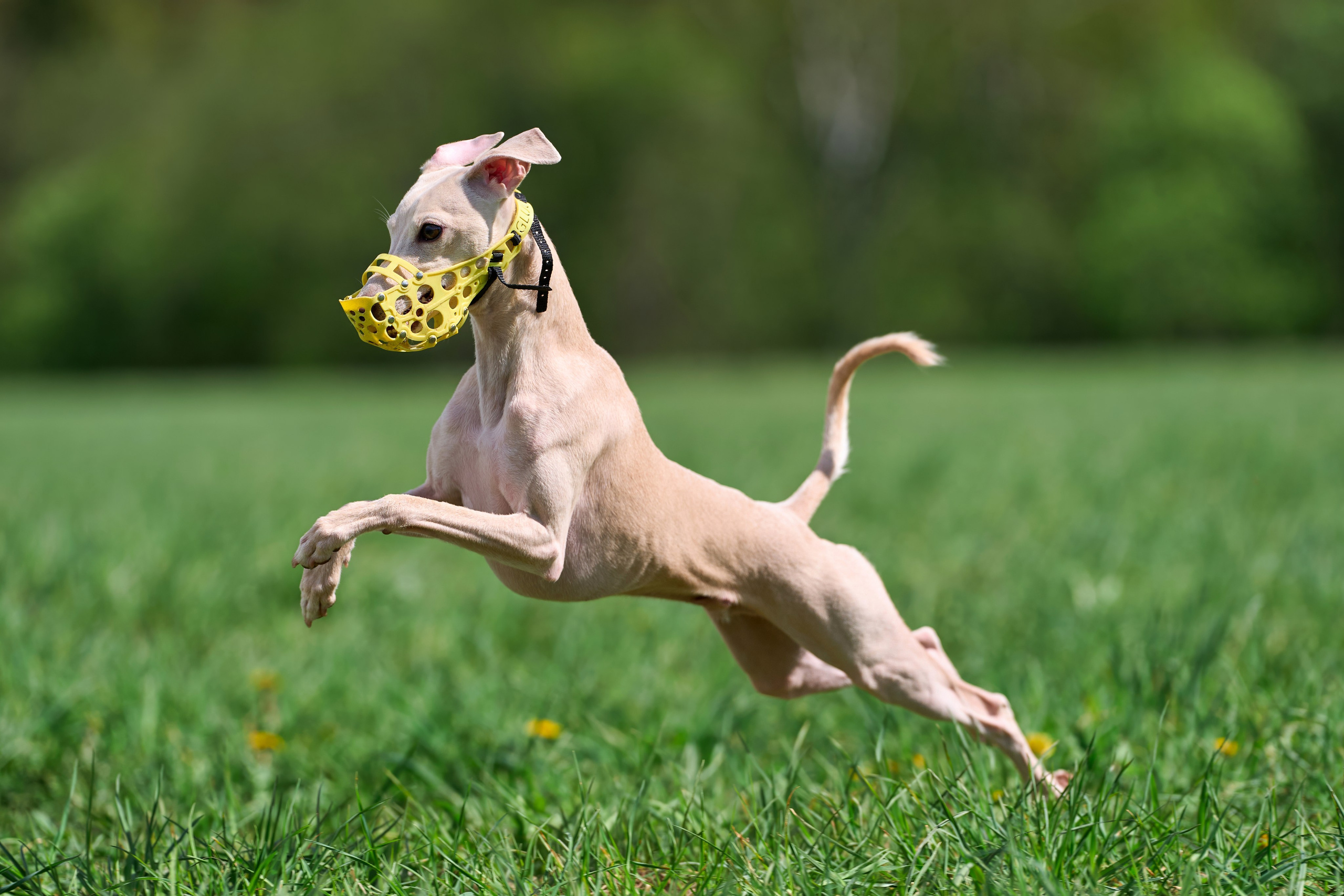 Тренировка по курсингу «на Ярославке». Фотограф-анималист Михаил Манухин
